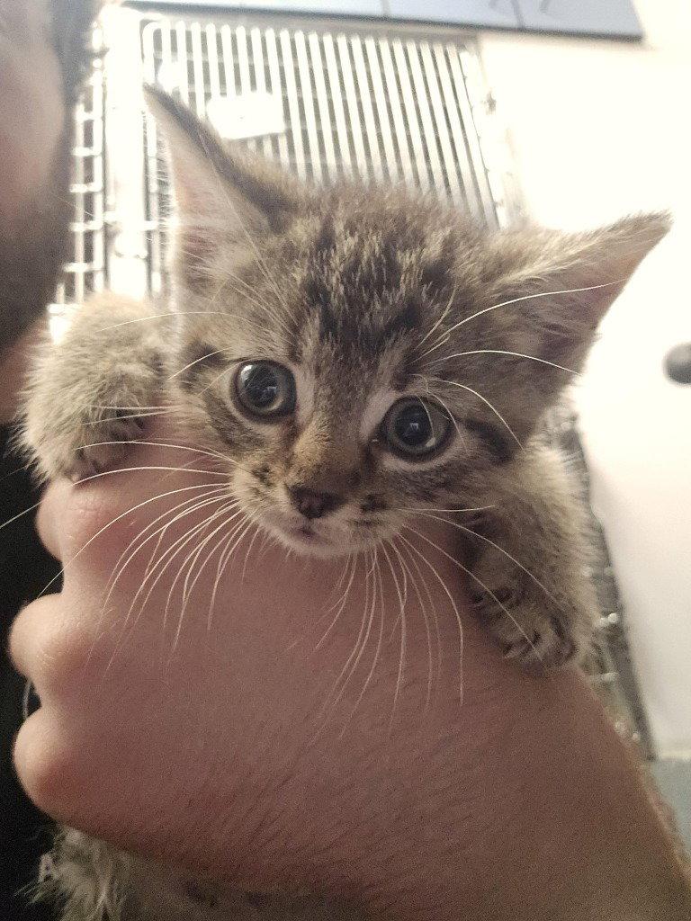 CA 137 Blueberry Cobbler, a Adoptable Domestic Short Hair in Glen Allen, VA image 1/2