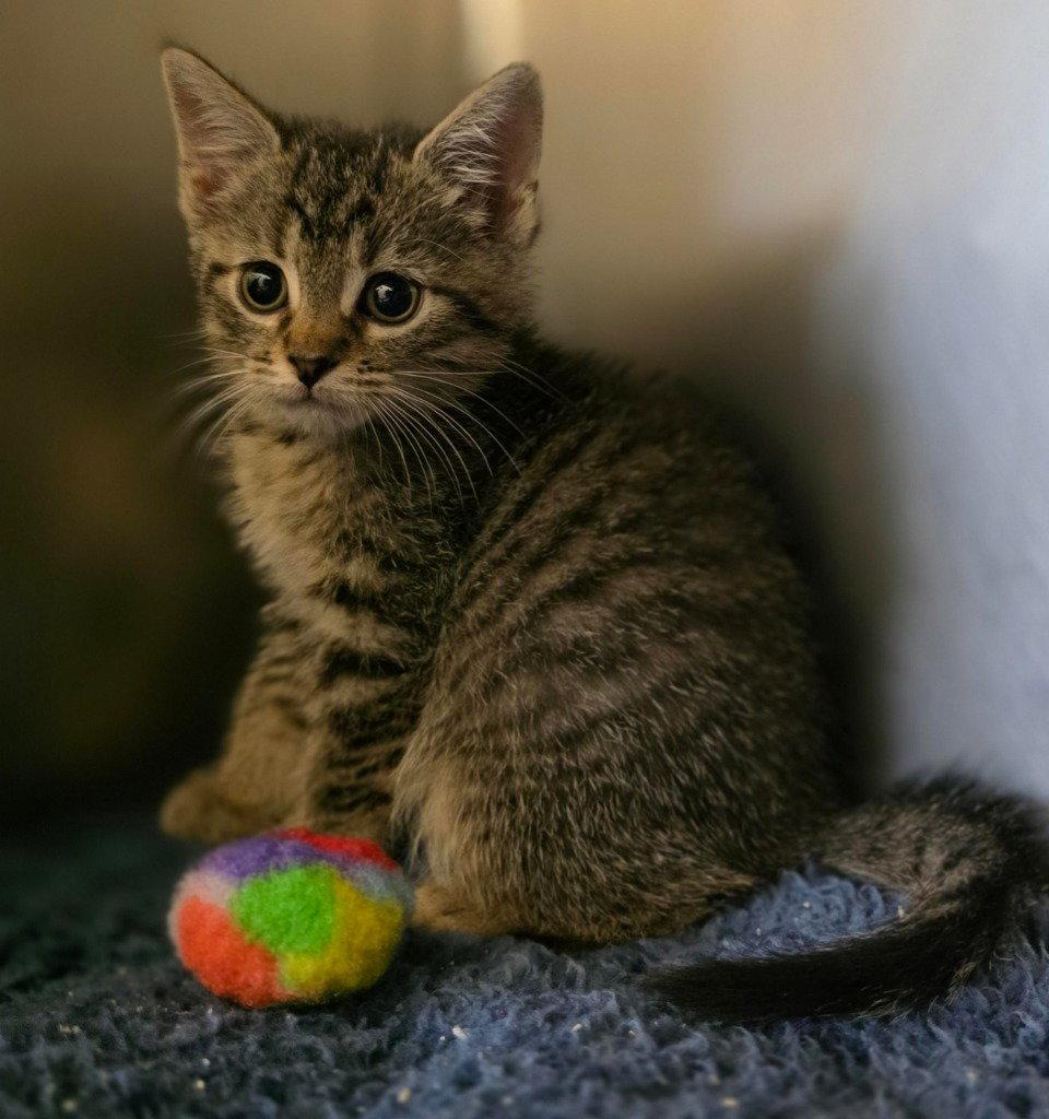 CA 137 Blueberry Cobbler, a Adoptable Domestic Short Hair in Glen Allen, VA image 2/2