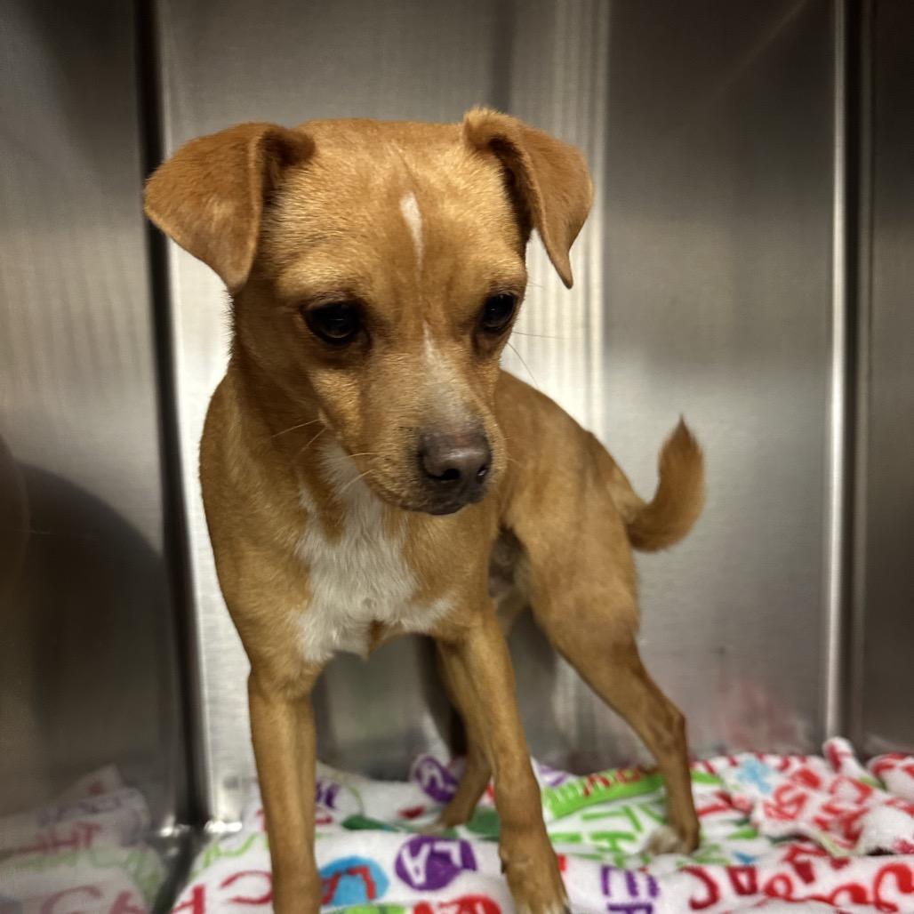 Lorenzo — thumbnail 2