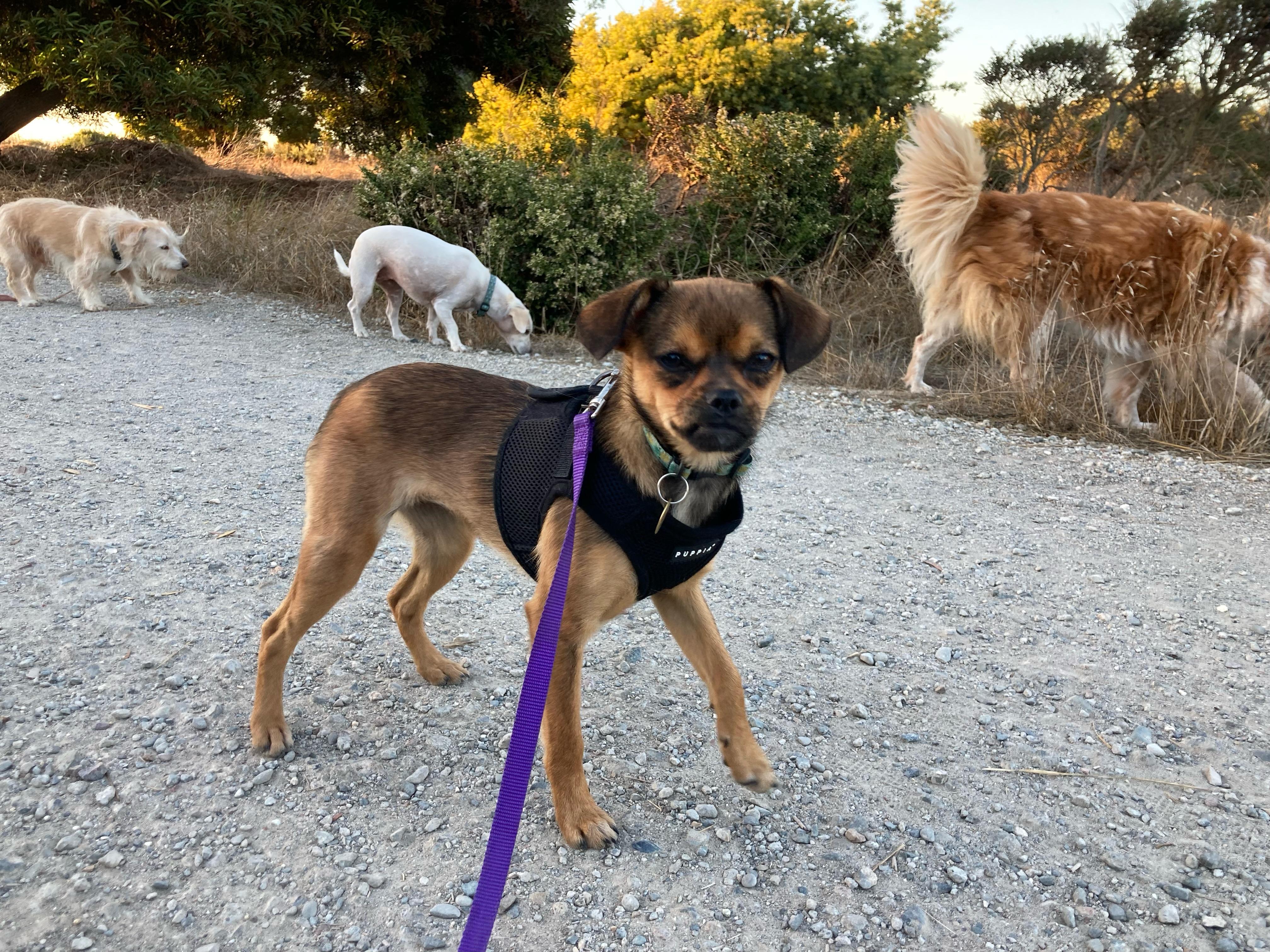 Enlarge Georgia, a Adoptable mixed breed in Emeryville, CA image 4/6