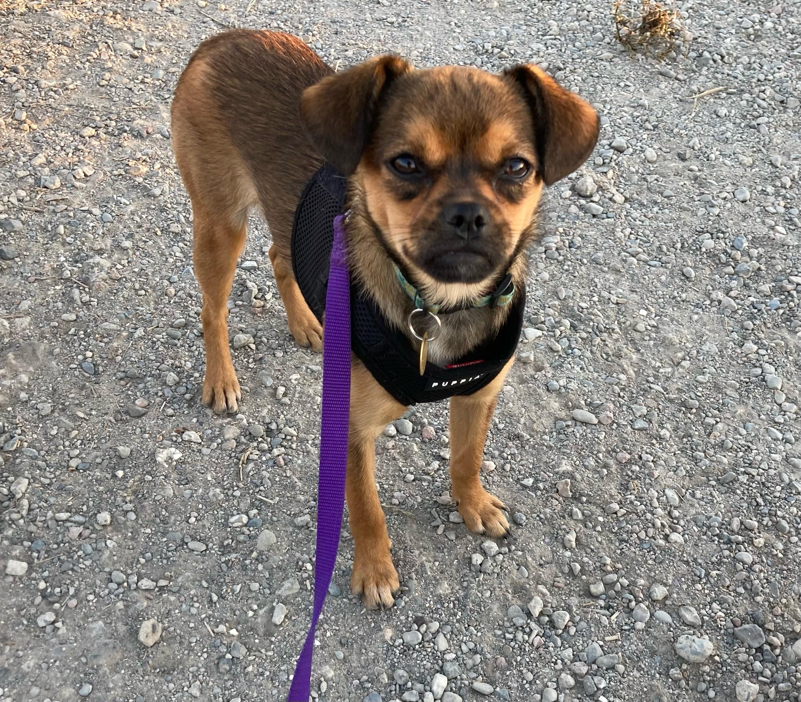 Enlarge Georgia, a Adoptable mixed breed in Emeryville, CA image 1/6