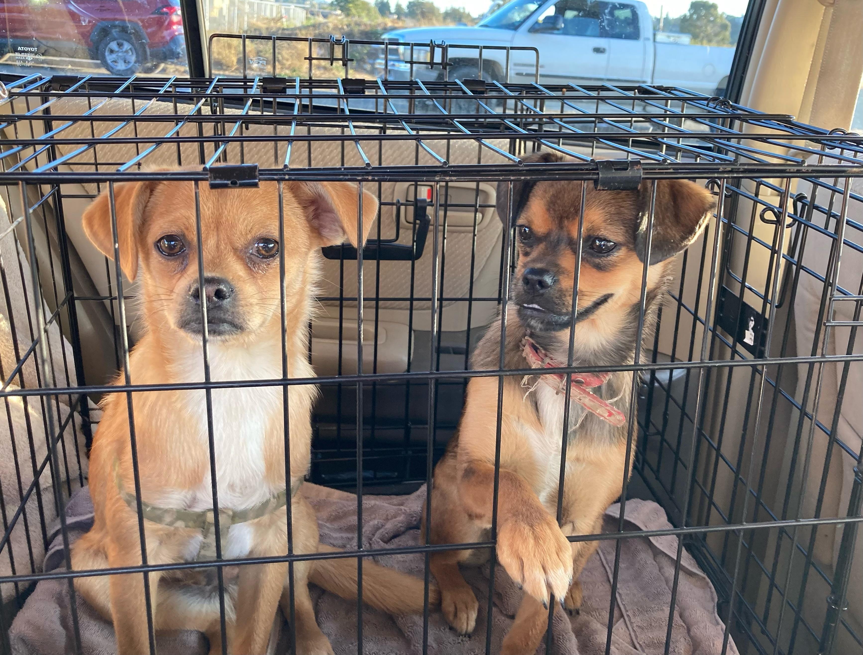 Enlarge Georgia, a Adoptable mixed breed in Emeryville, CA image 5/6
