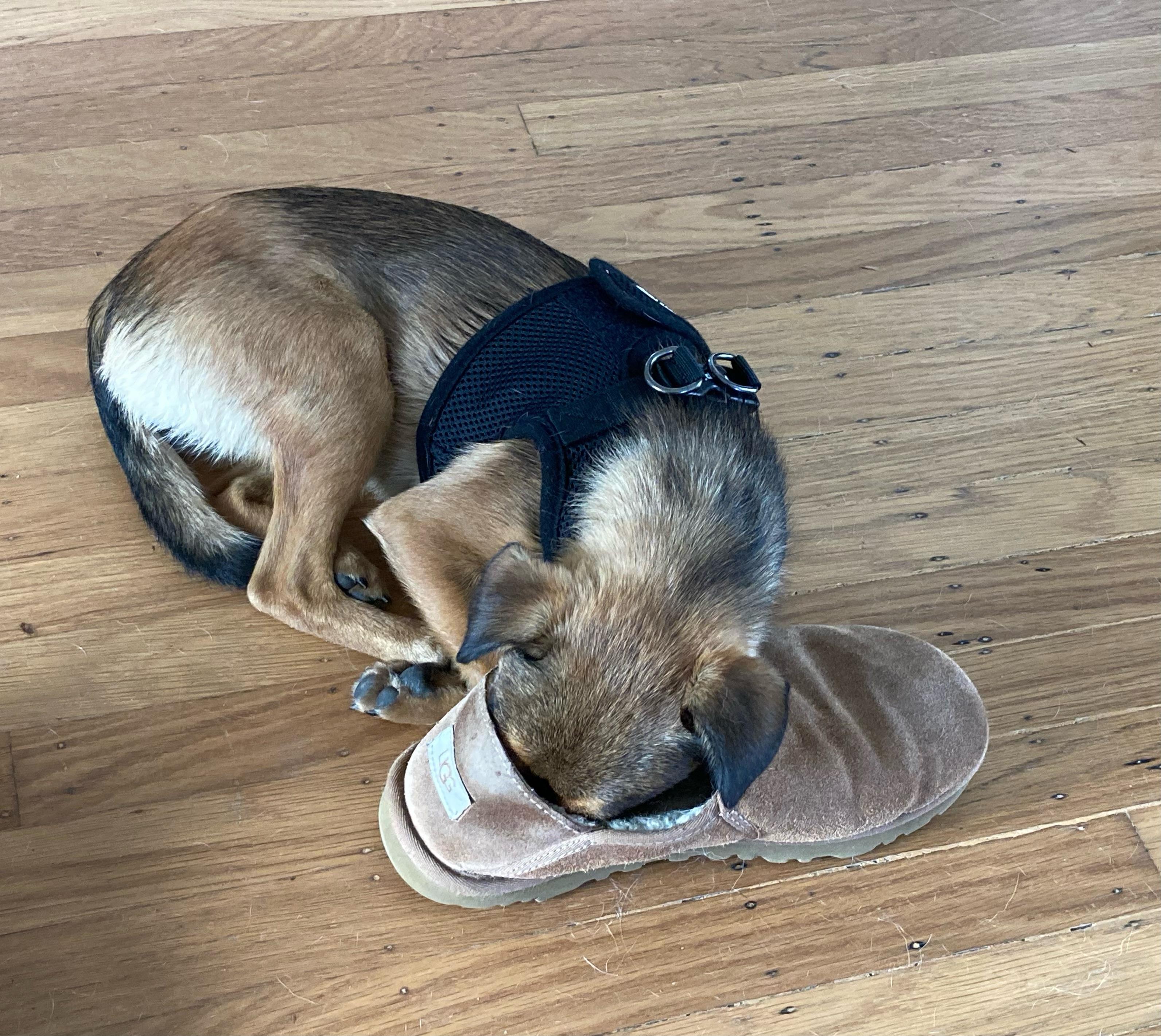 Enlarge Georgia, a Adoptable mixed breed in Emeryville, CA image 6/6