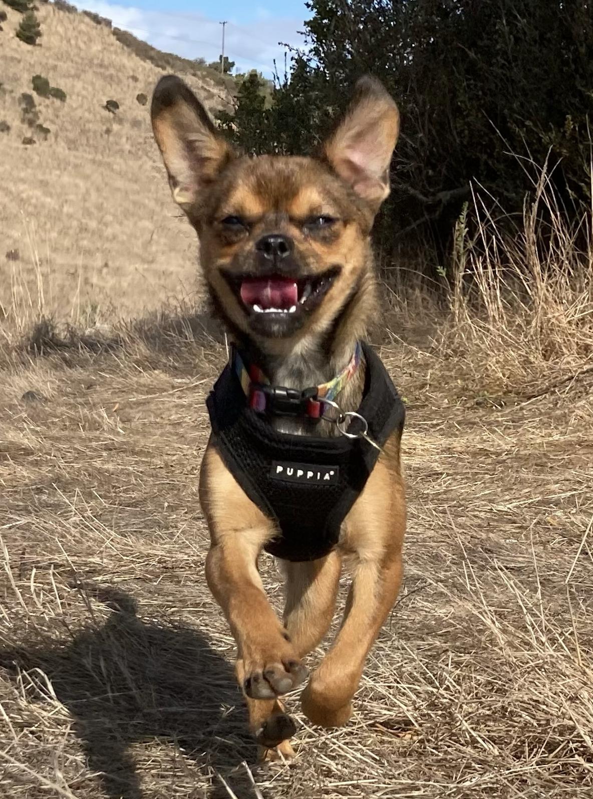 Enlarge Georgia, a Adoptable mixed breed in Emeryville, CA image 2/6