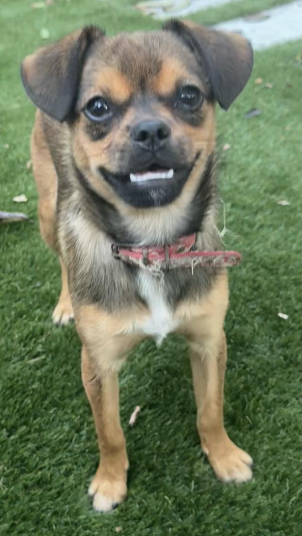 Enlarge Georgia, a Adoptable mixed breed in Emeryville, CA image 3/6