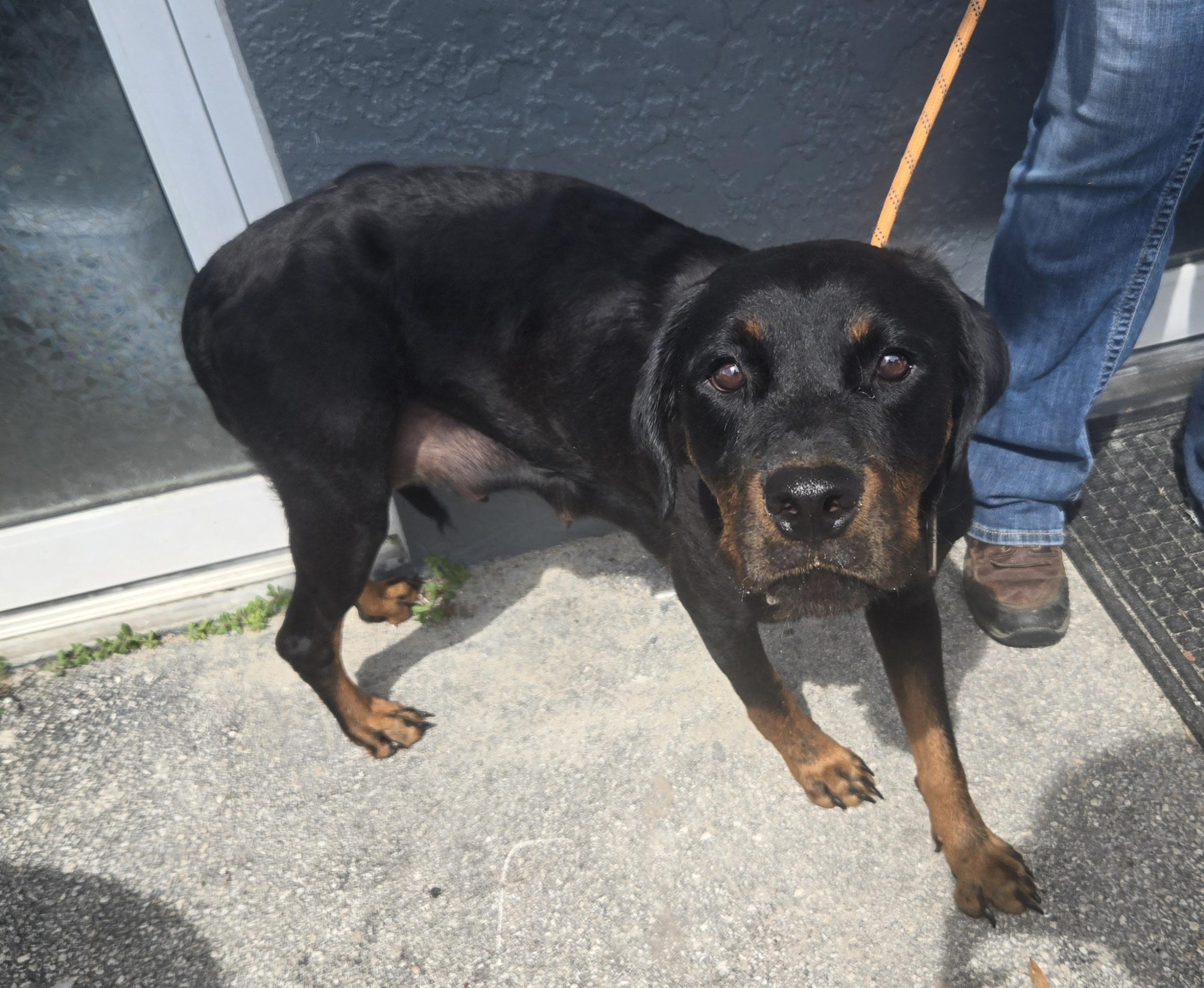 Nyla, Adopted, Adult Female Rottweiler.