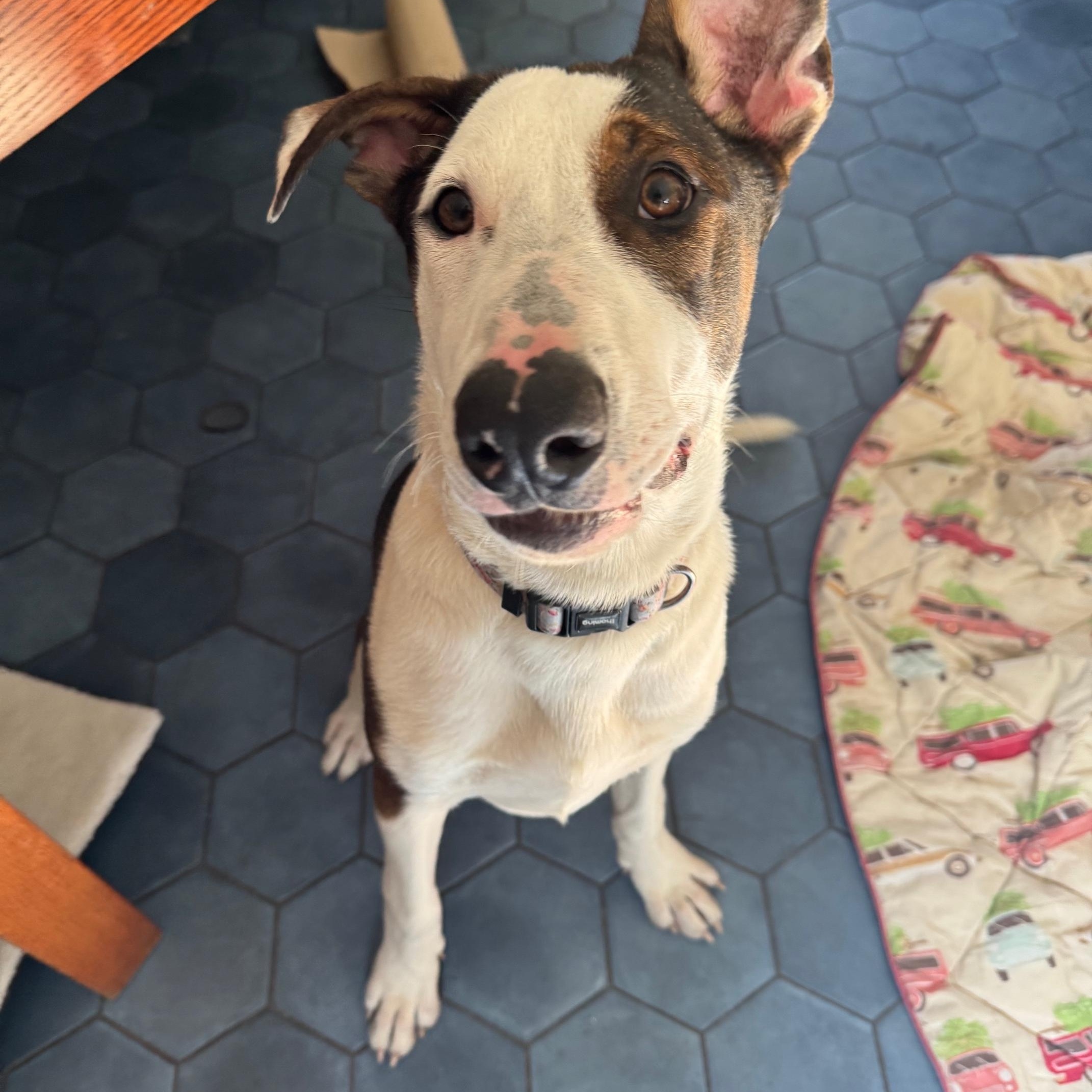 Enlarge Earl, an adopted mixed breed in Petaluma, CA image 4/5
