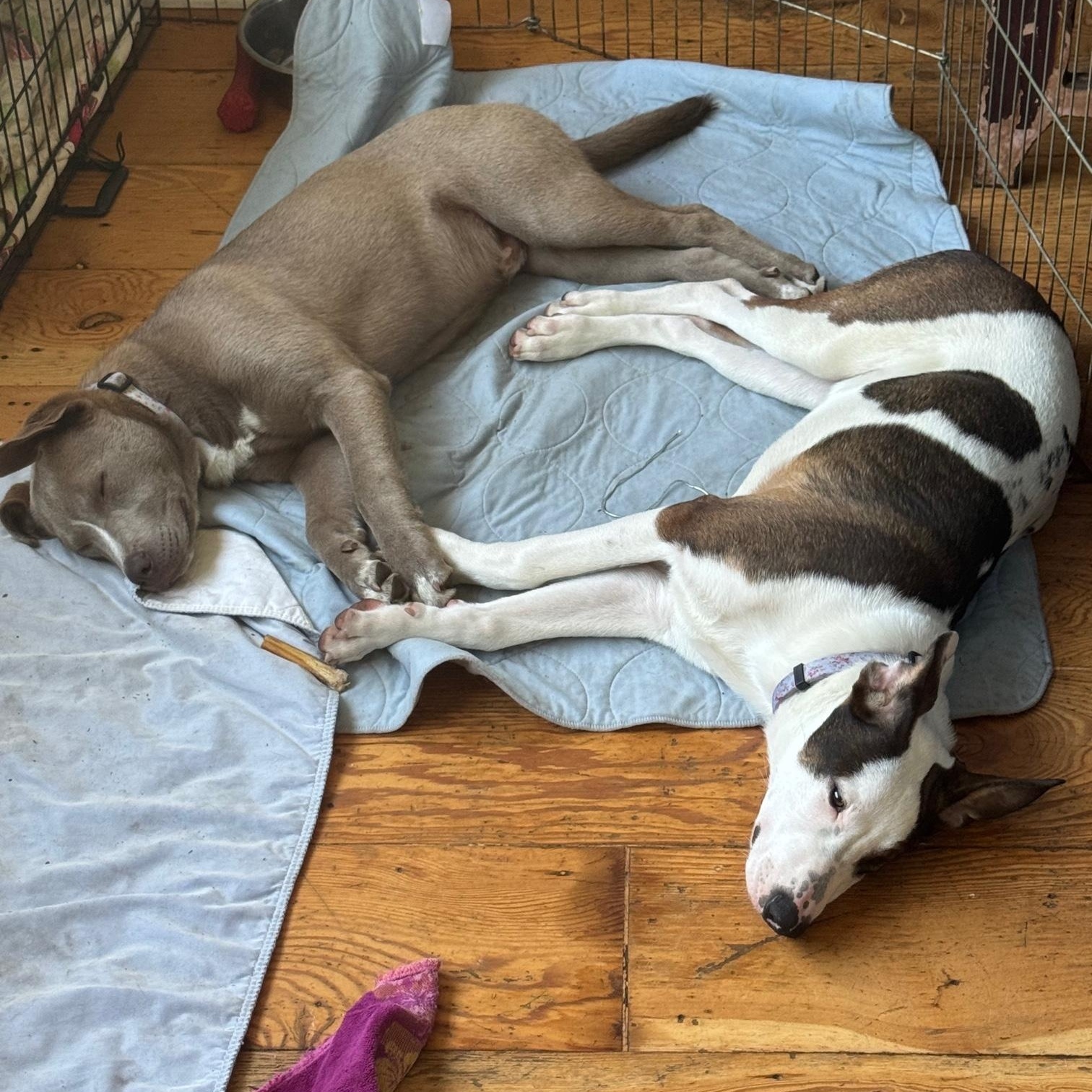 Enlarge Earl, an adopted mixed breed in Petaluma, CA image 5/5