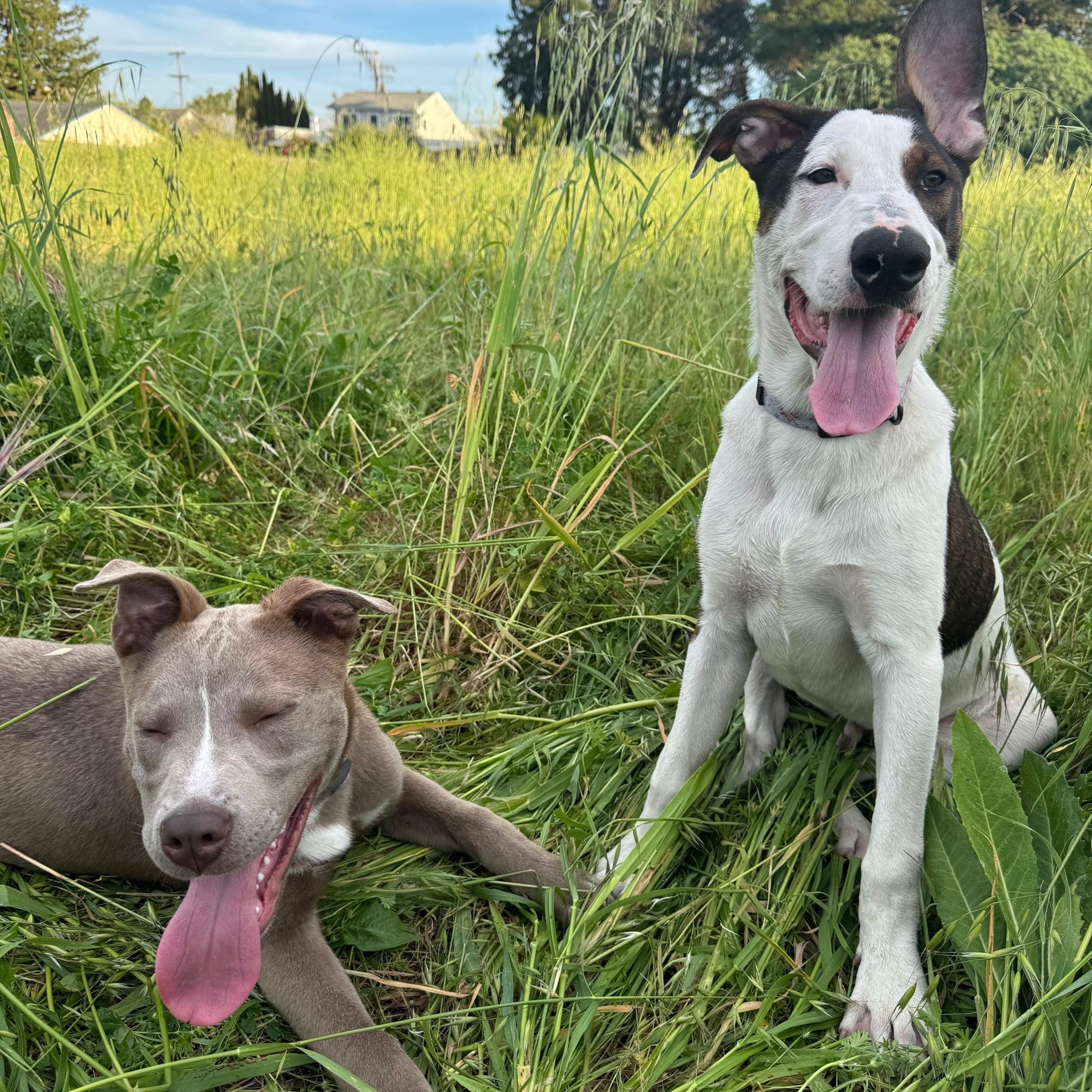 Enlarge Earl, an adopted mixed breed in Petaluma, CA image 2/5