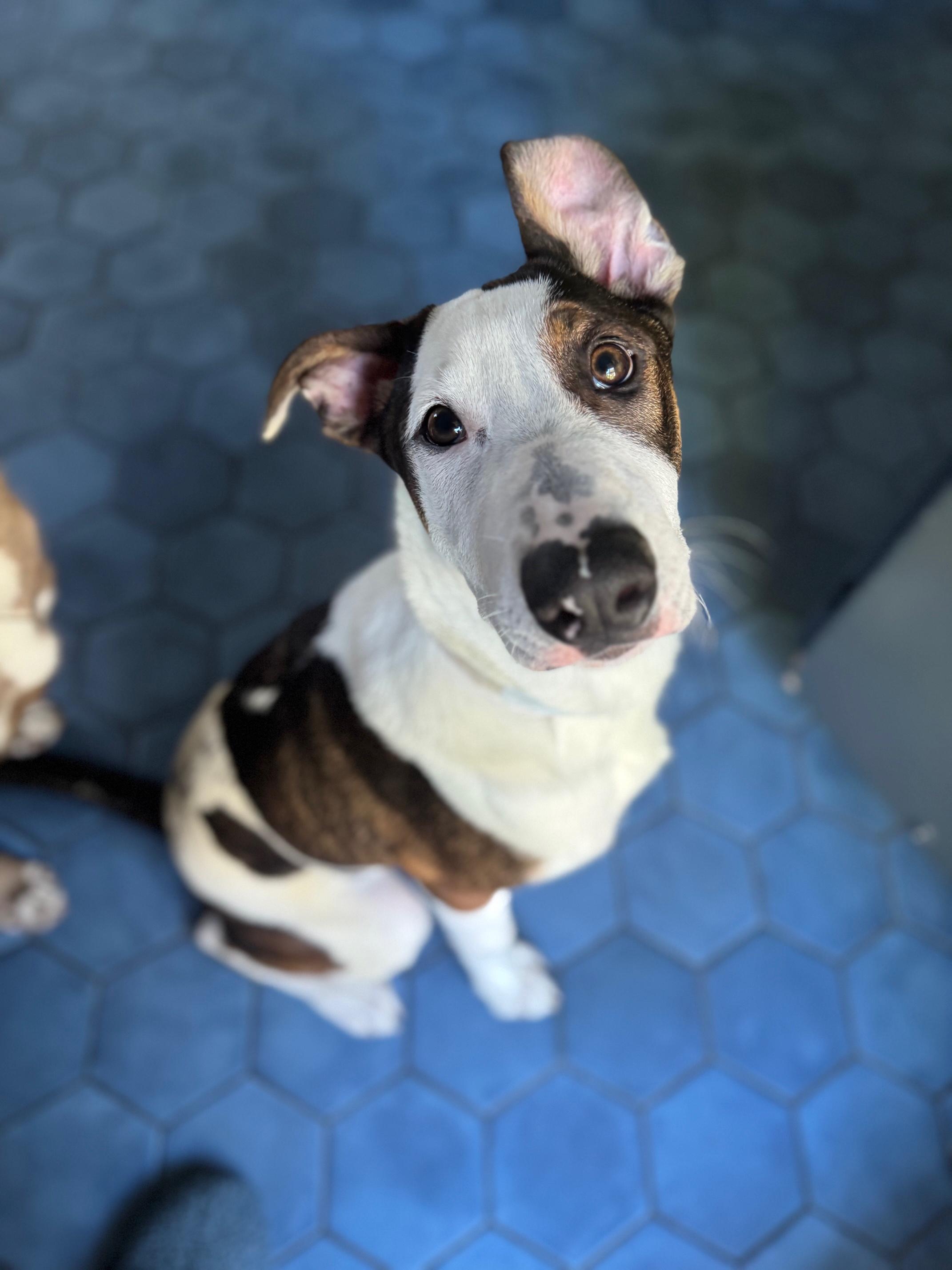 Enlarge Earl, an adopted mixed breed in Petaluma, CA image 1/5