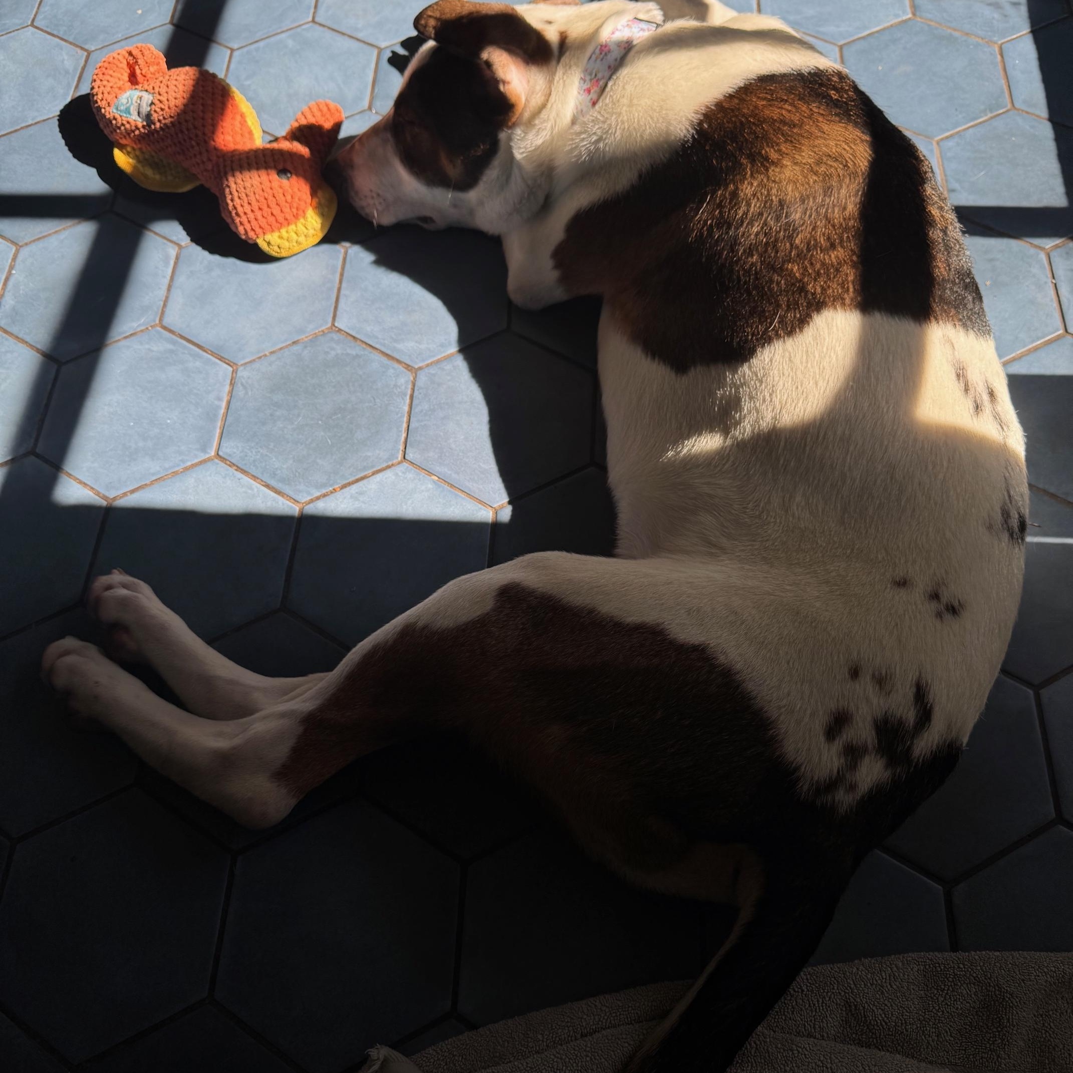 Enlarge Earl, an adopted mixed breed in Petaluma, CA image 3/5