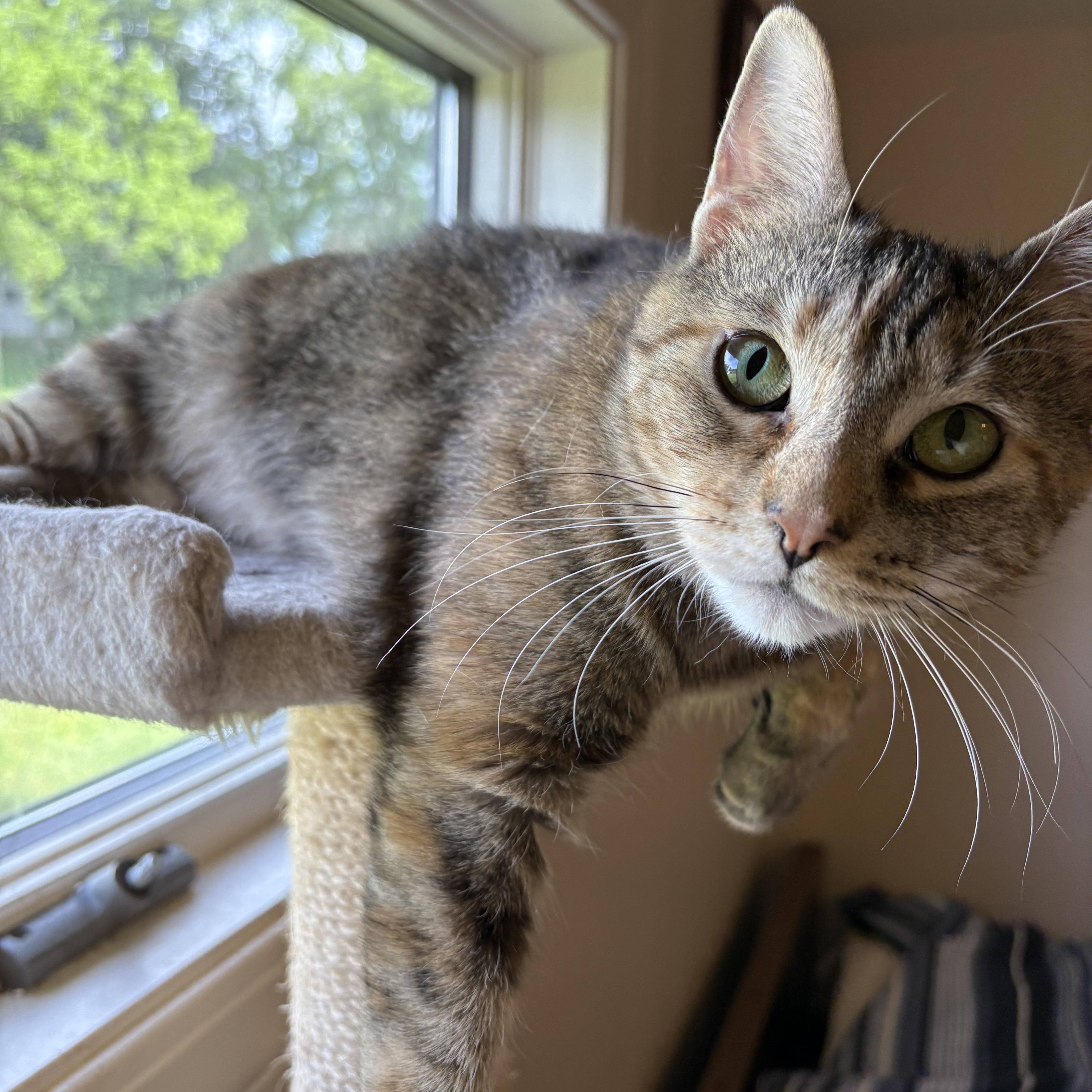 Daisy , Adoptable, Adult Female Torbie.