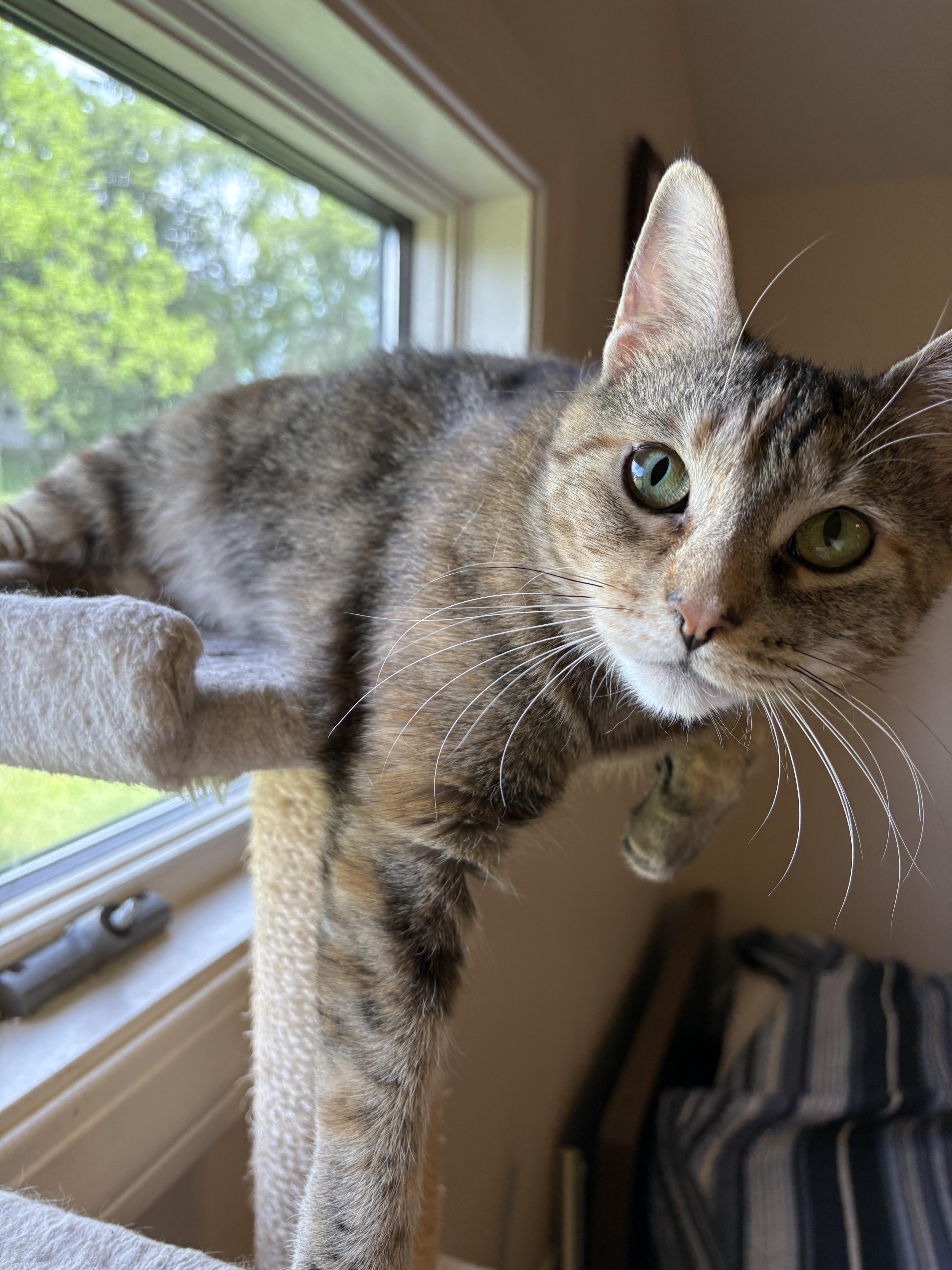 Enlarge Daisy , a Adoptable Torbie in Independence, OH image 3/5