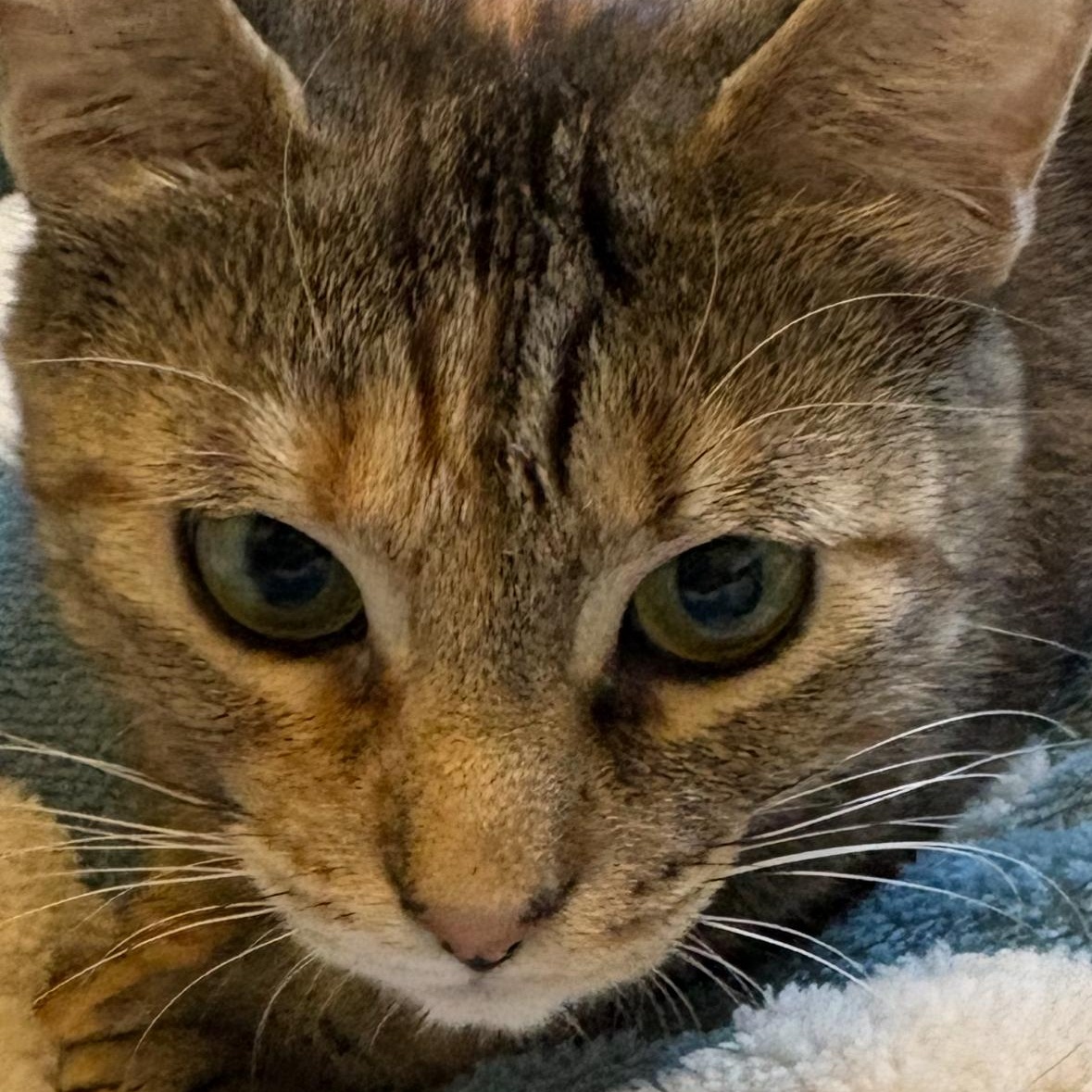 Enlarge Daisy , a Adoptable Torbie in Independence, OH image 3/4
