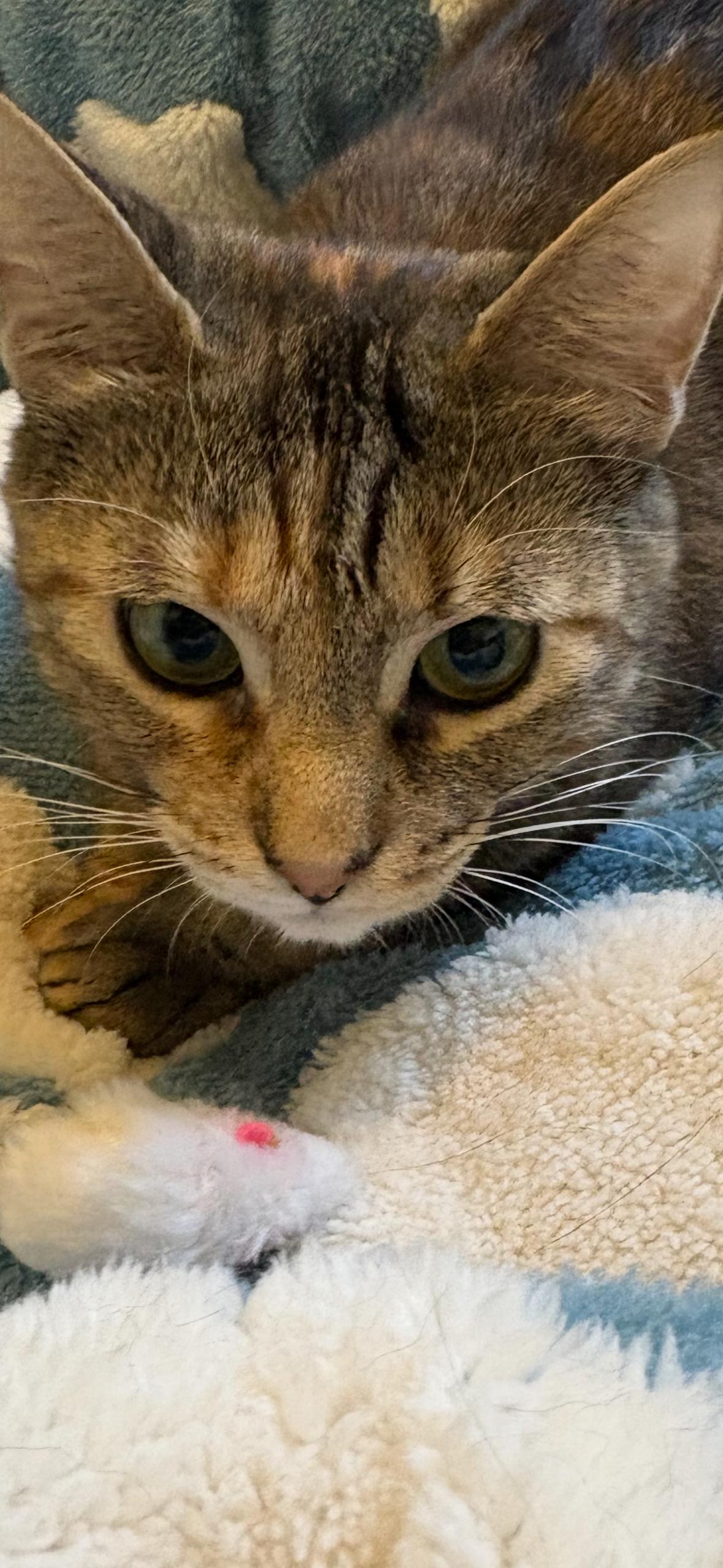 Enlarge Daisy , a Adoptable Torbie in Independence, OH image 2/5