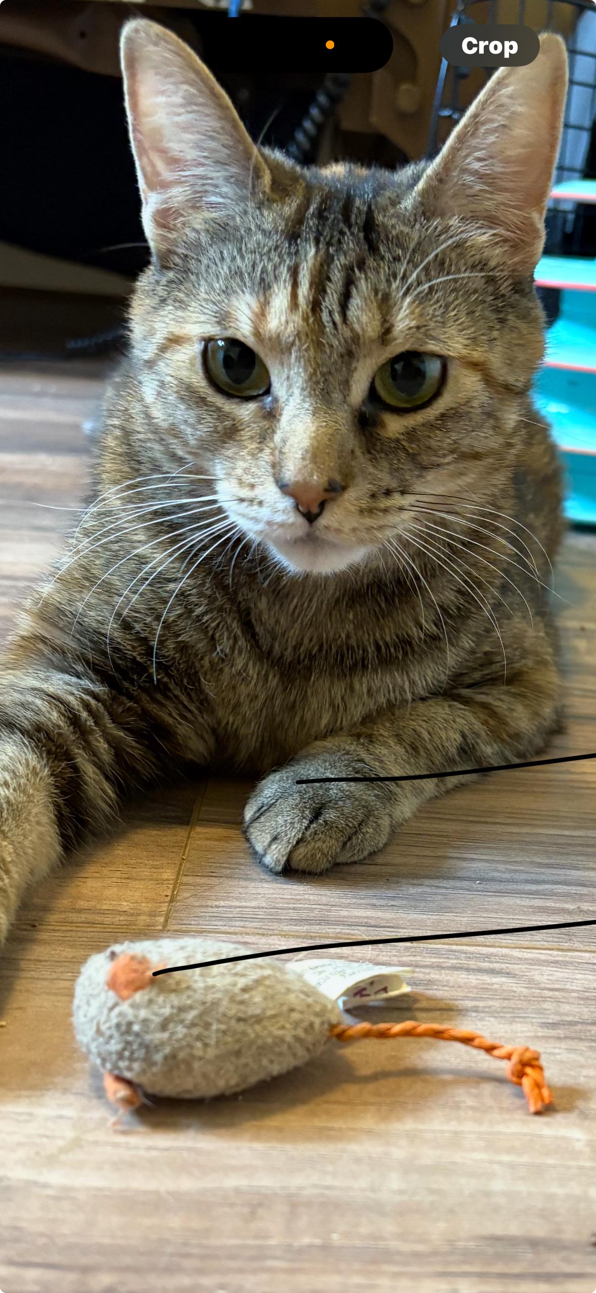 Enlarge Daisy , a Adoptable Torbie in Independence, OH image 5/5