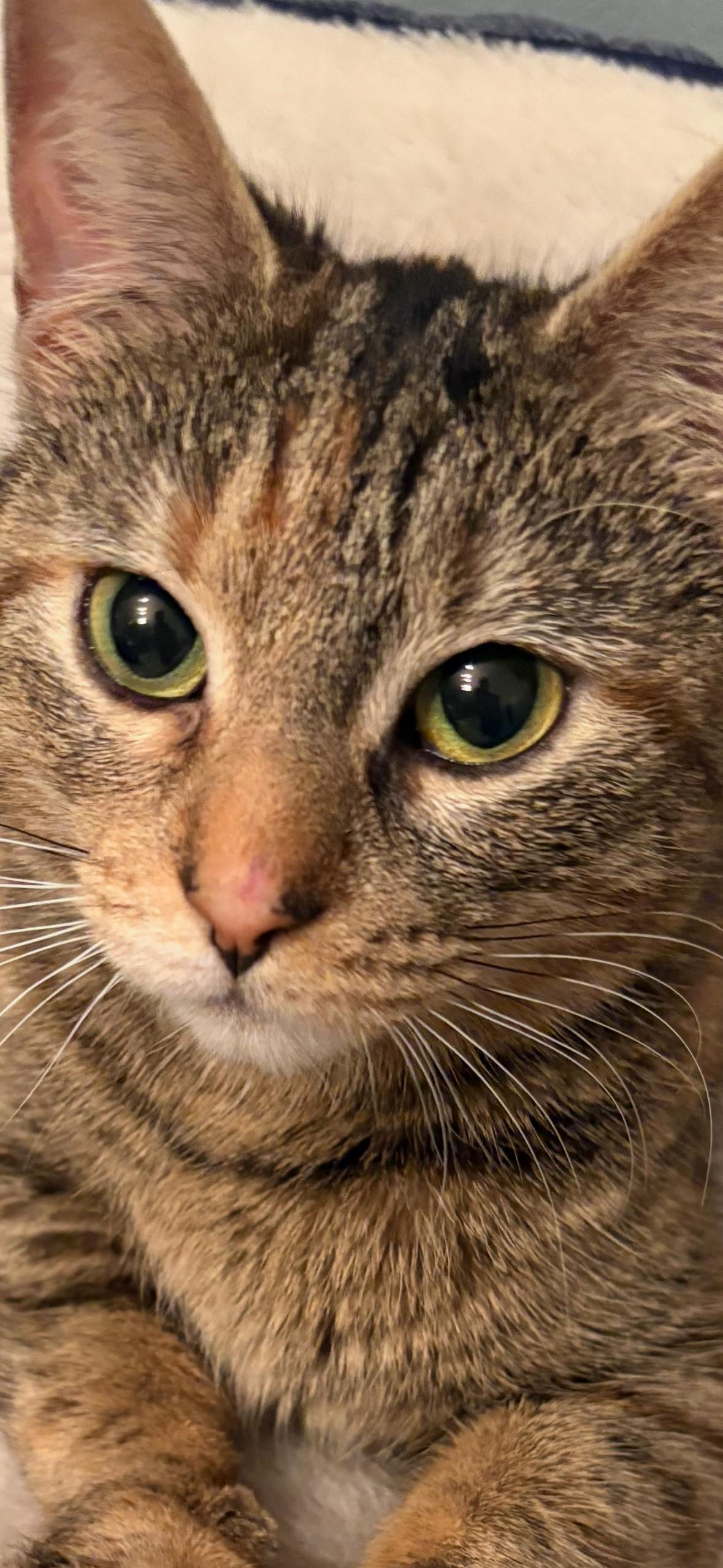 Enlarge Daisy , a Adoptable Torbie in Independence, OH image 2/2