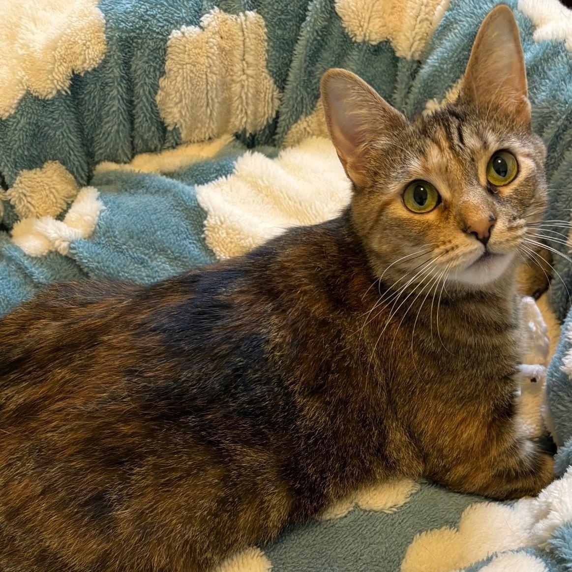 Enlarge Daisy , a Adoptable Torbie in Independence, OH image 4/4