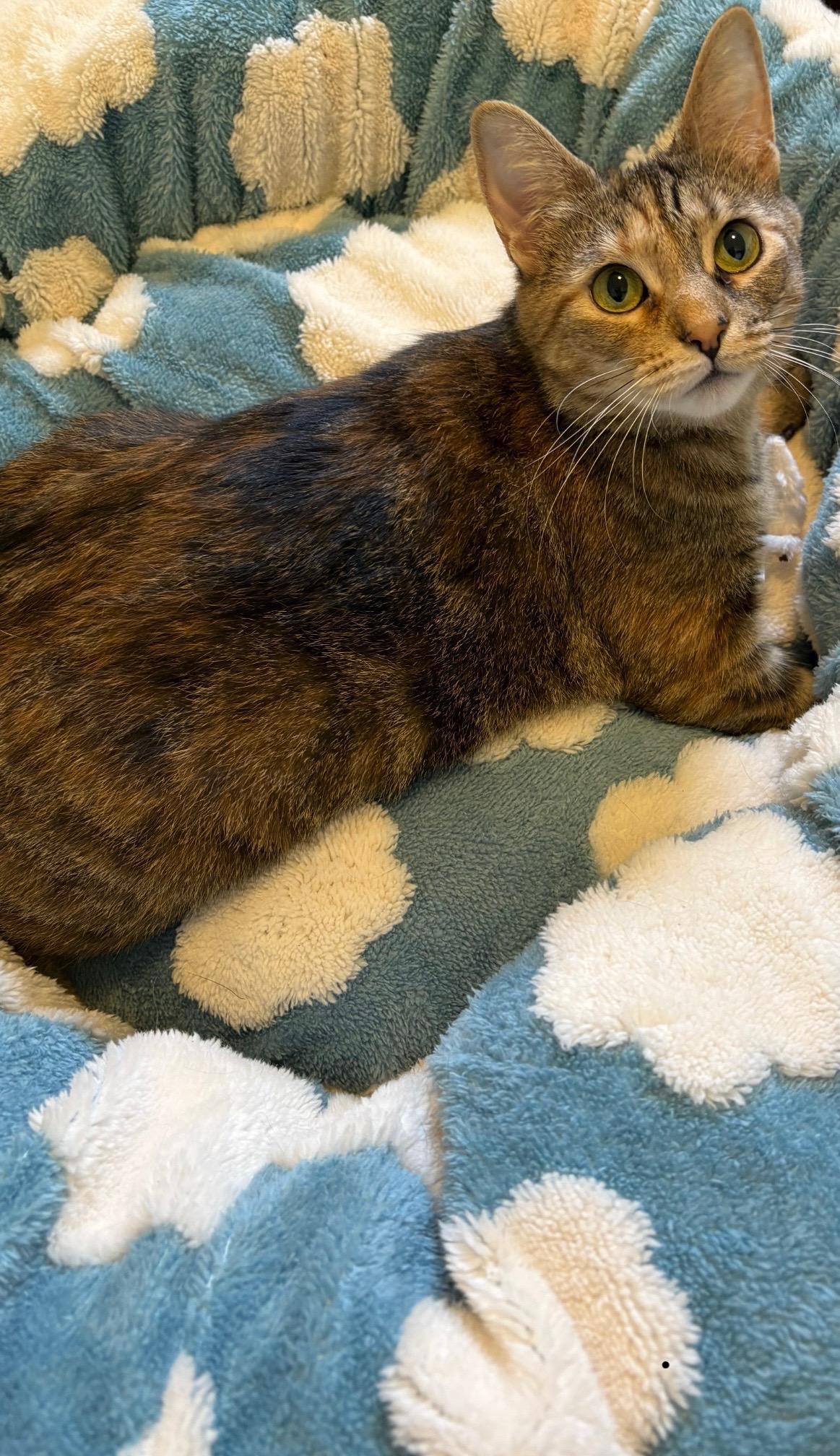 Enlarge Daisy , a Adoptable Torbie in Independence, OH image 4/5