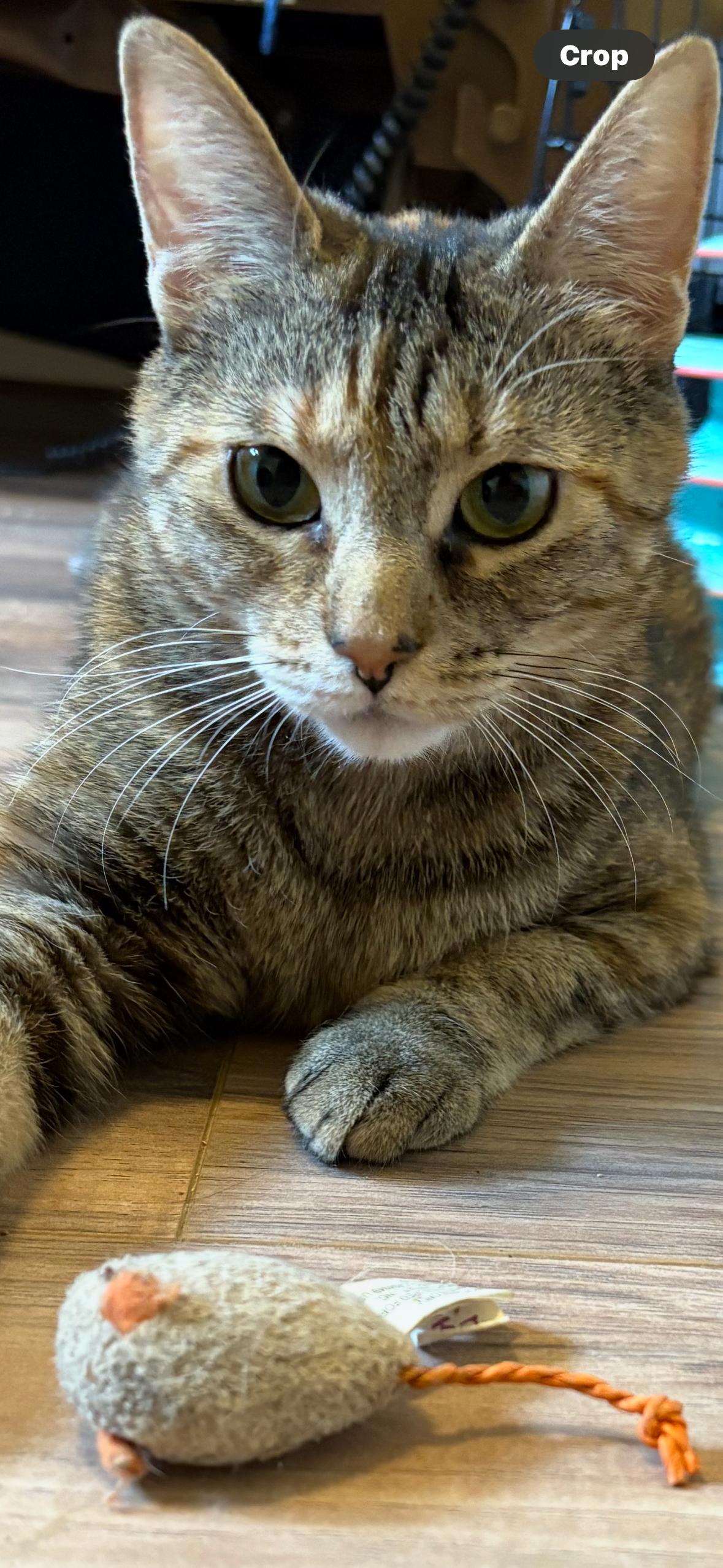 Daisy , Adoptable, Adult Female Torbie.