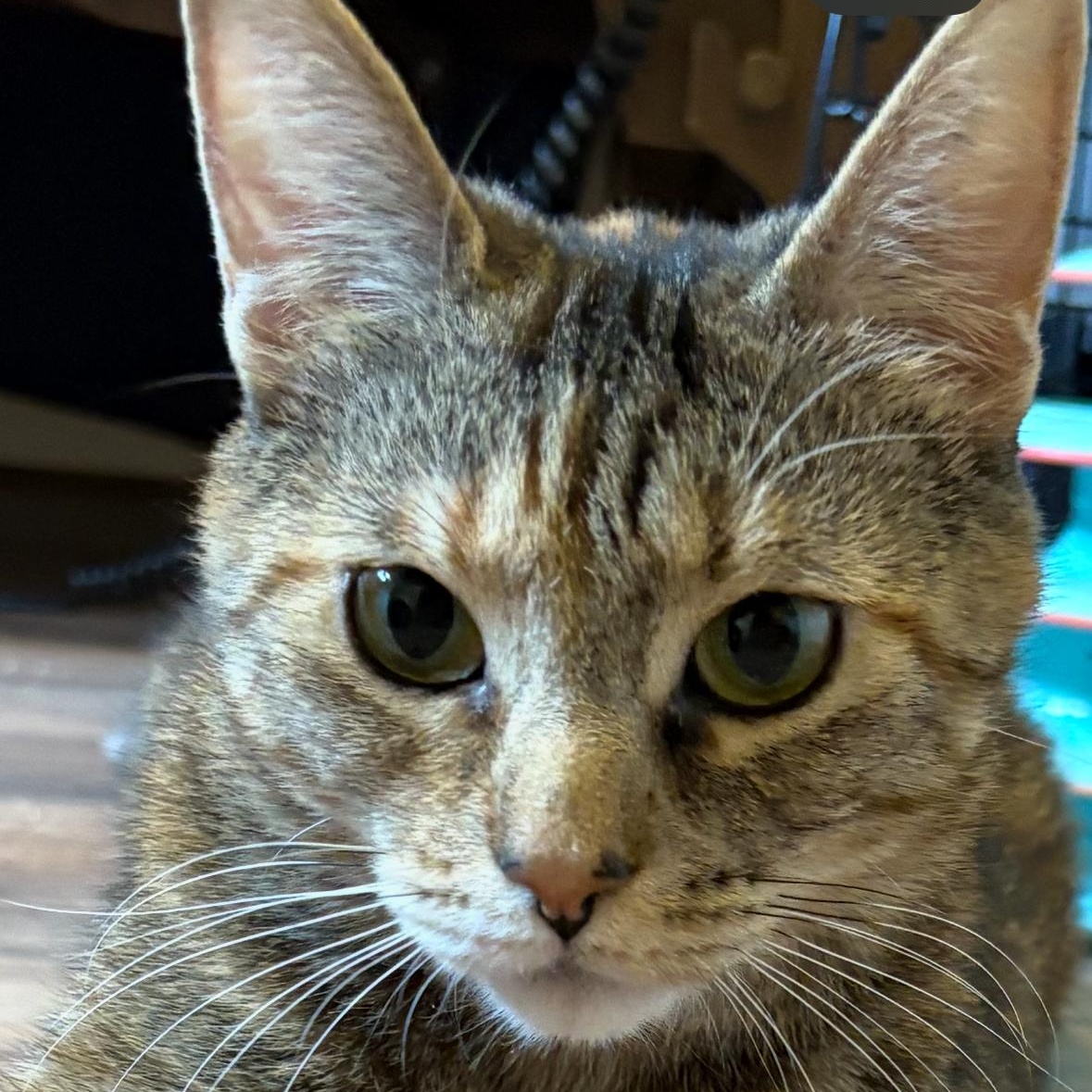 Enlarge Daisy , a Adoptable Torbie in Independence, OH image 2/4