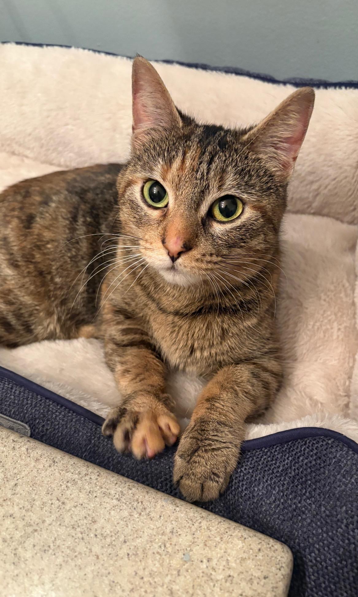 Enlarge Daisy , a Adoptable Torbie in Independence, OH image 1/2