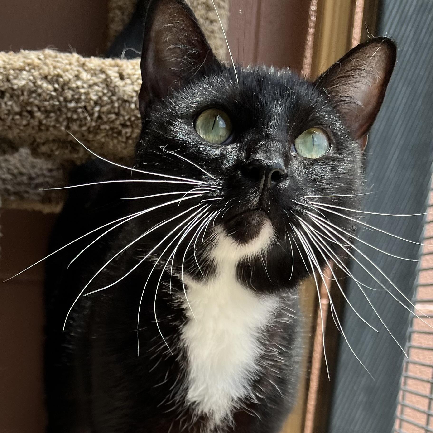 JIgSaw — thumbnail 3