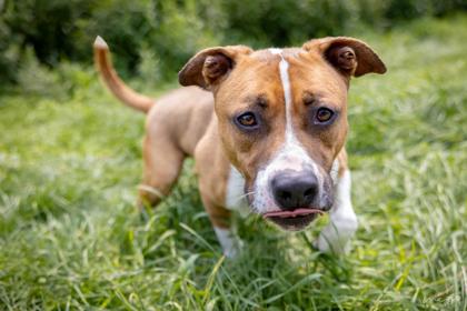 Tito, Adoptable, Adult Male Pit Bull Terrier & Mixed Breed.