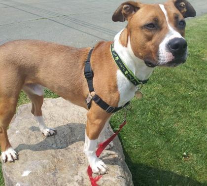 Enlarge Tito, a Adoptable mixed breed in Clarks Summit, PA image 2/3