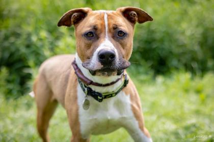 Tito, Adoptable, Adult Male Pit Bull Terrier & Mixed Breed.