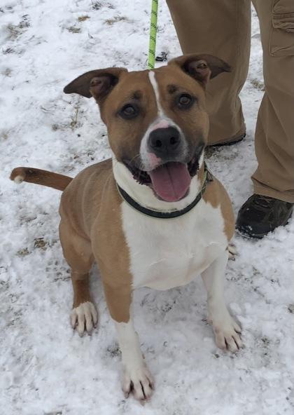 Enlarge Tito, a Adoptable mixed breed in Clarks Summit, PA image 3/3