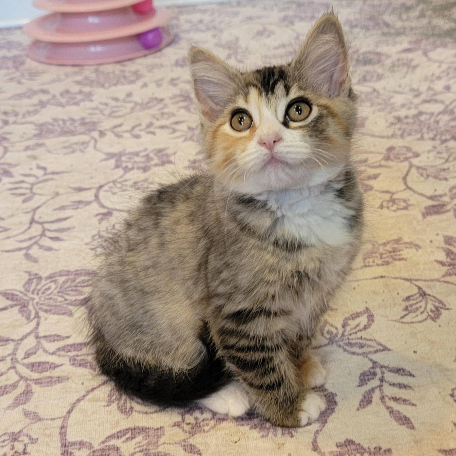 Sasha, ADOPTABLE, Kitten Female Domestic Short Hair.