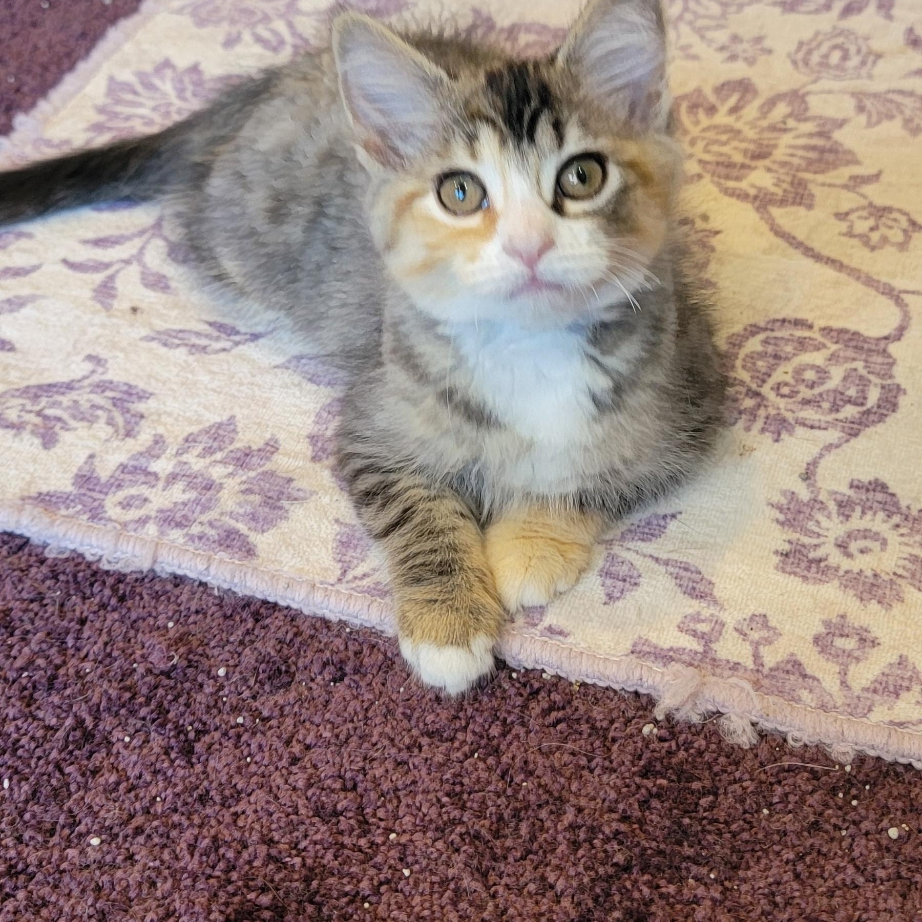 Sasha, a ADOPTABLE Domestic Short Hair in Wyandotte, MI image 4/5