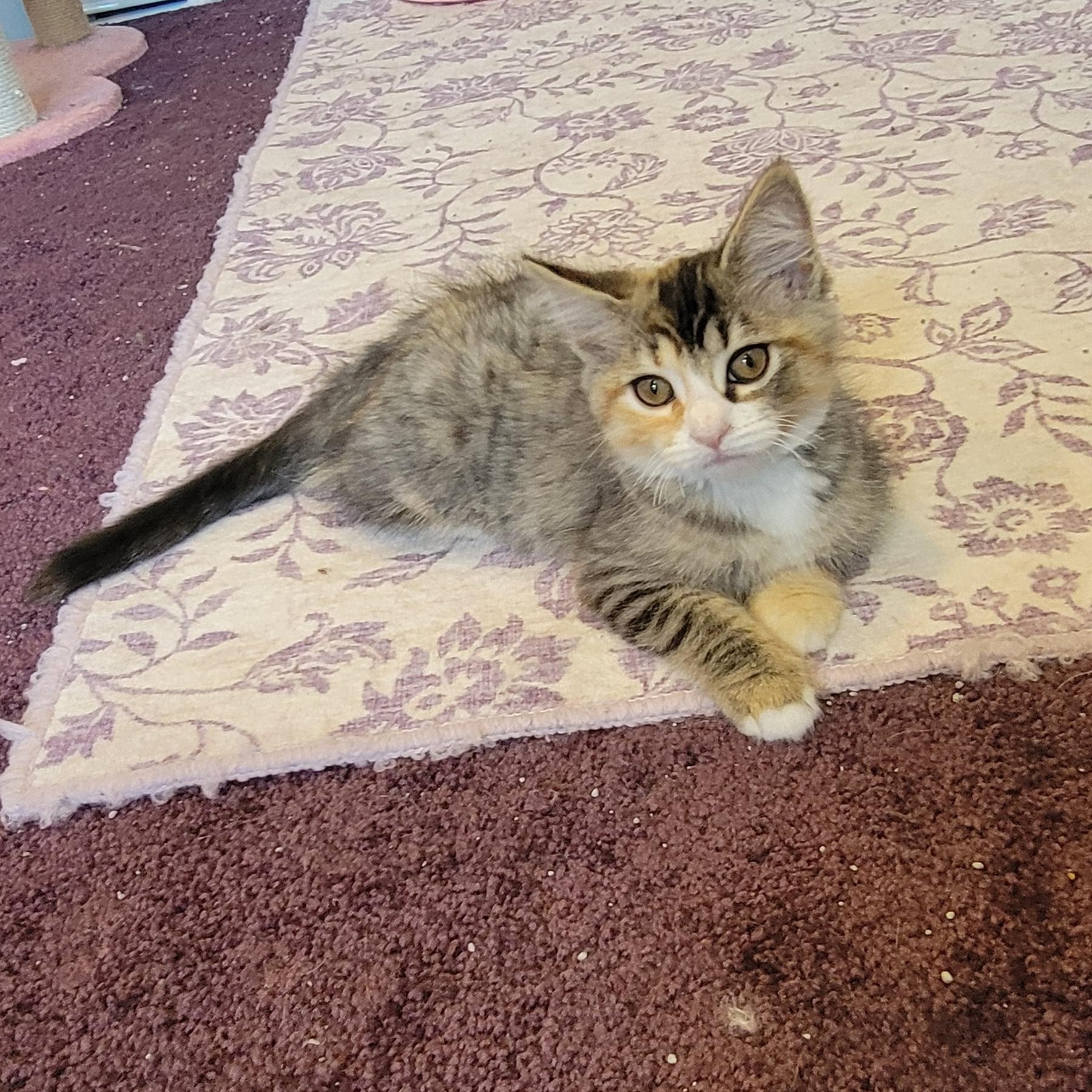 Sasha, a ADOPTABLE Domestic Short Hair in Wyandotte, MI image 3/5