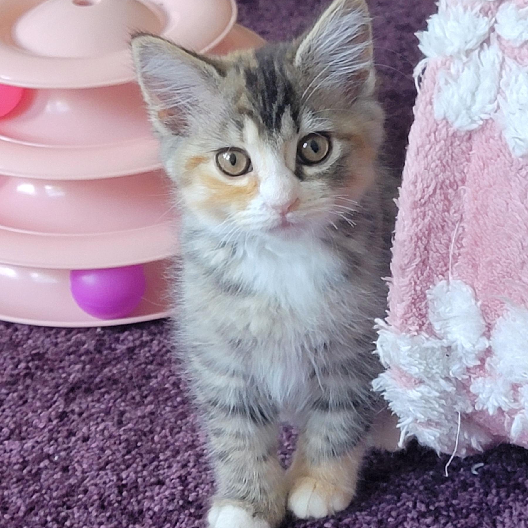 Sasha, a ADOPTABLE Domestic Short Hair in Wyandotte, MI image 2/5