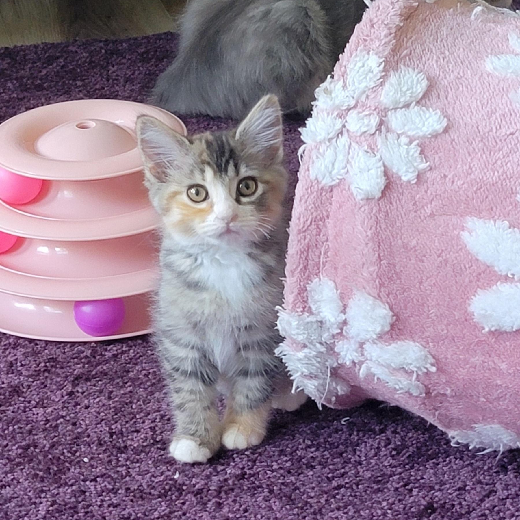 Sasha, a ADOPTABLE Domestic Short Hair in Wyandotte, MI image 5/5