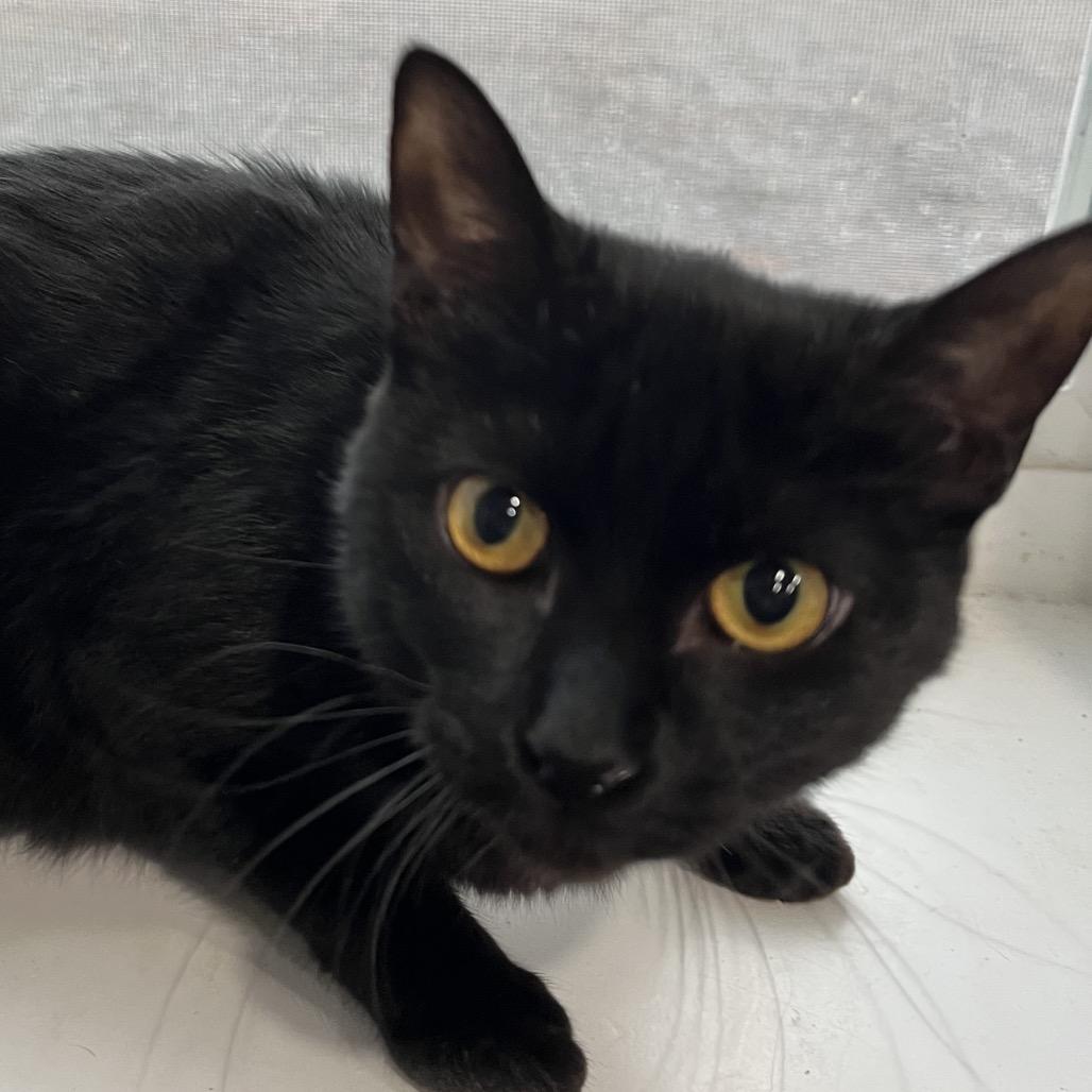 Leah, Adoptable, Young Female Domestic Short Hair.