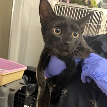 Enlarge Leah, a Adoptable Domestic Short Hair in Richmond Hill, GA image 1/1