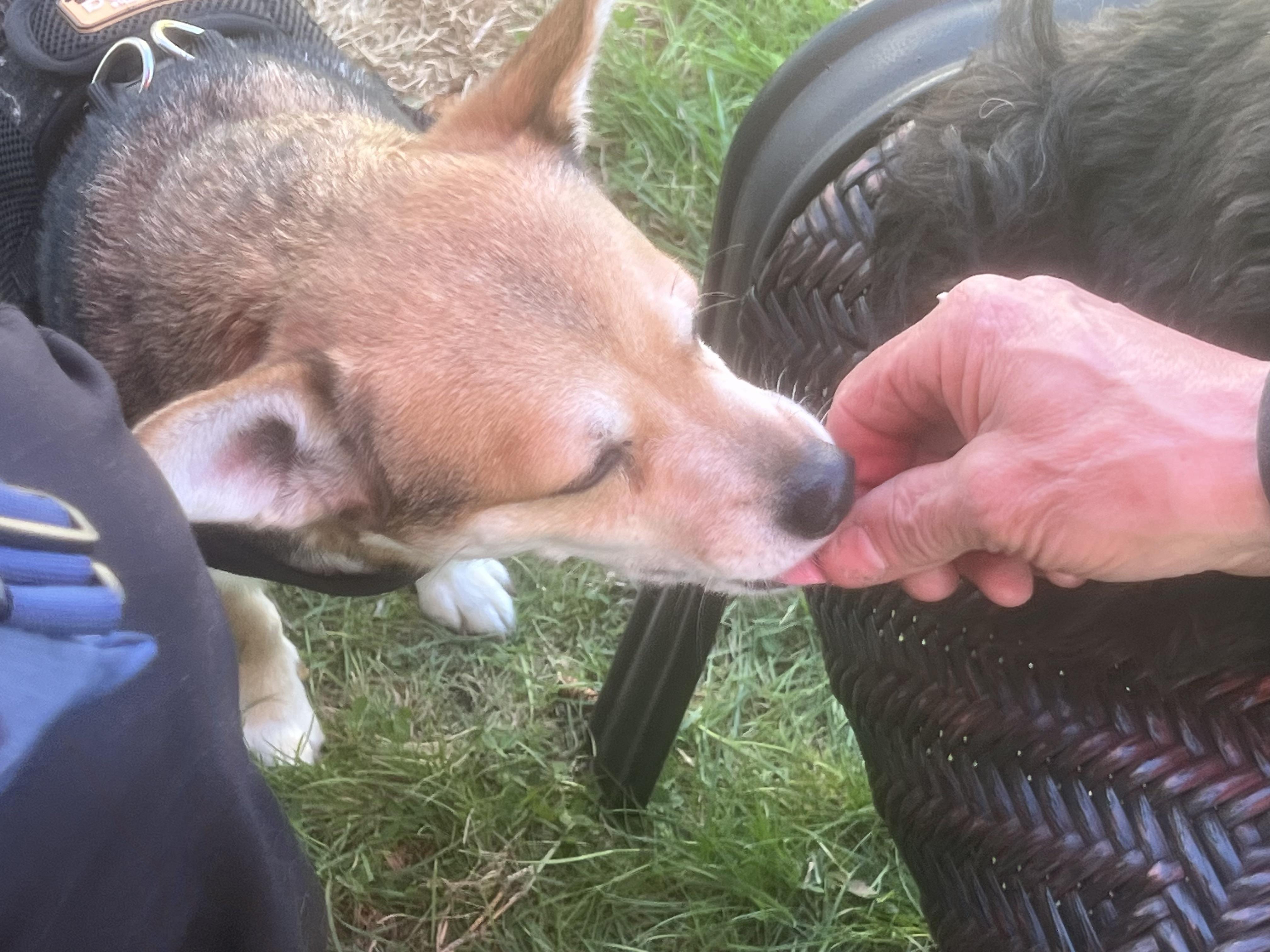 Enlarge Bella (great w/dogs, cats, kids), a ADOPTABLE mixed breed in Middletown, CT image 5/6