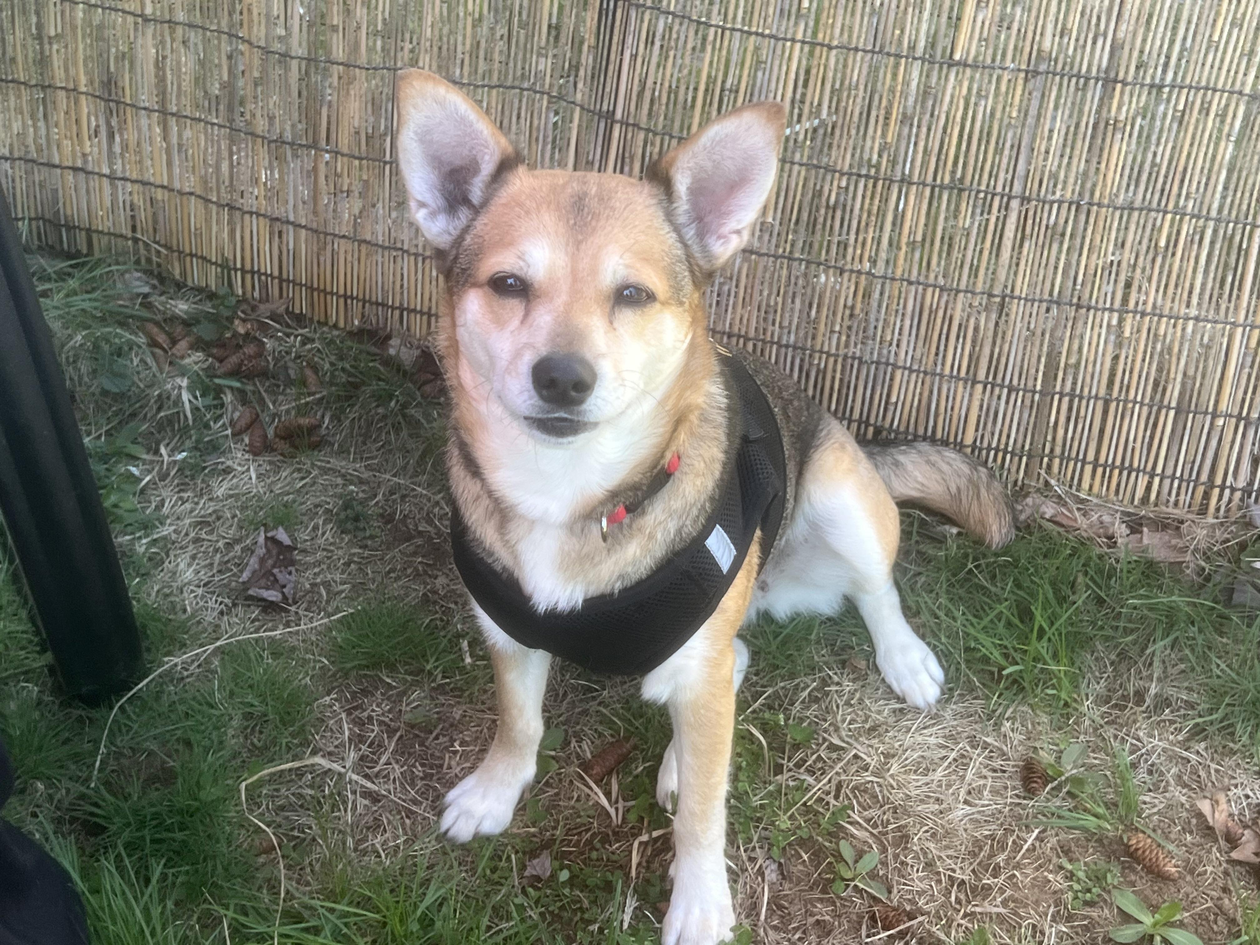 Enlarge Bella (great w/dogs, cats, kids), a ADOPTABLE mixed breed in Middletown, CT image 6/6