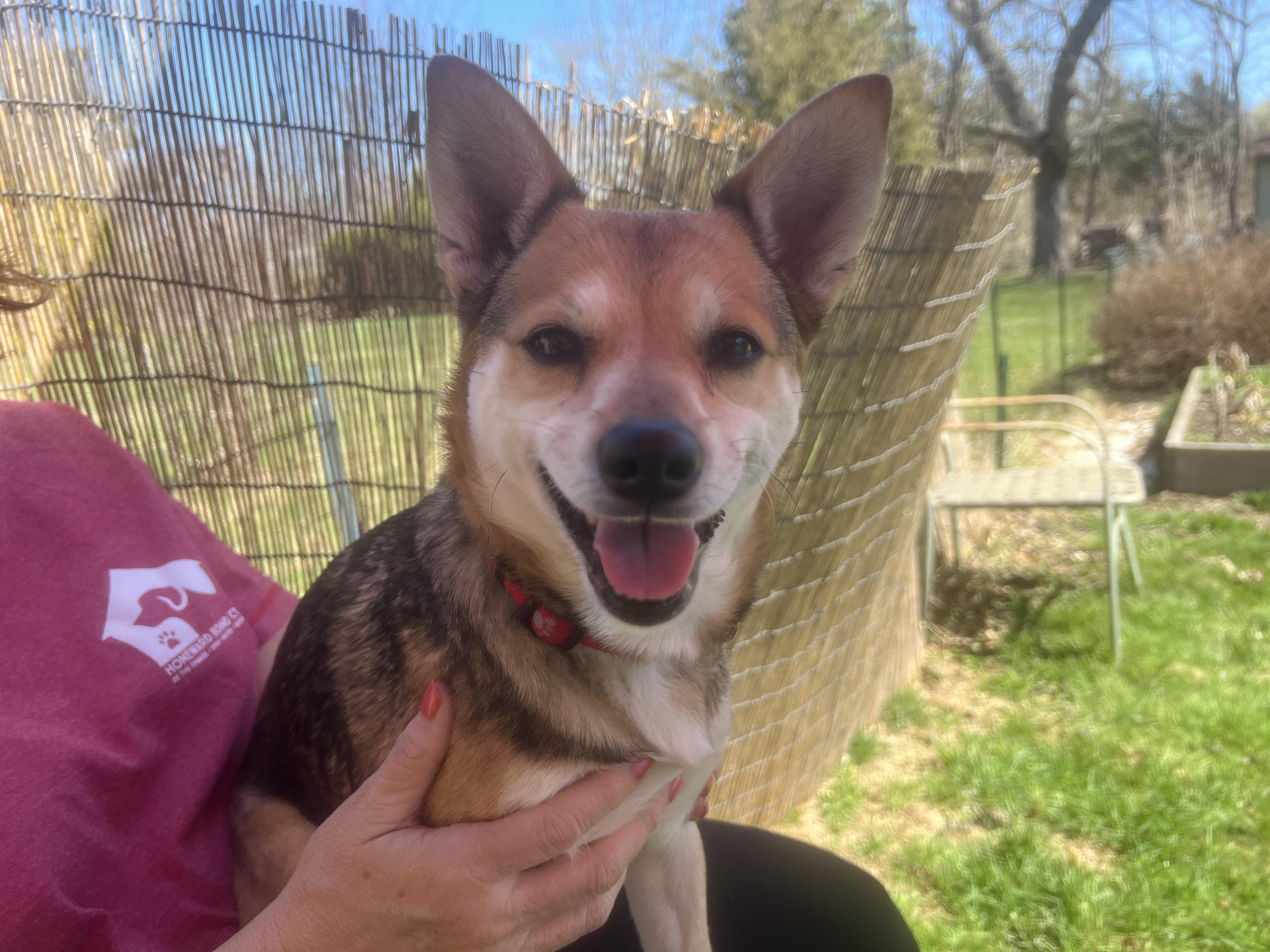 Enlarge Bella (great w/dogs, cats, kids), a ADOPTABLE mixed breed in Middletown, CT image 4/6