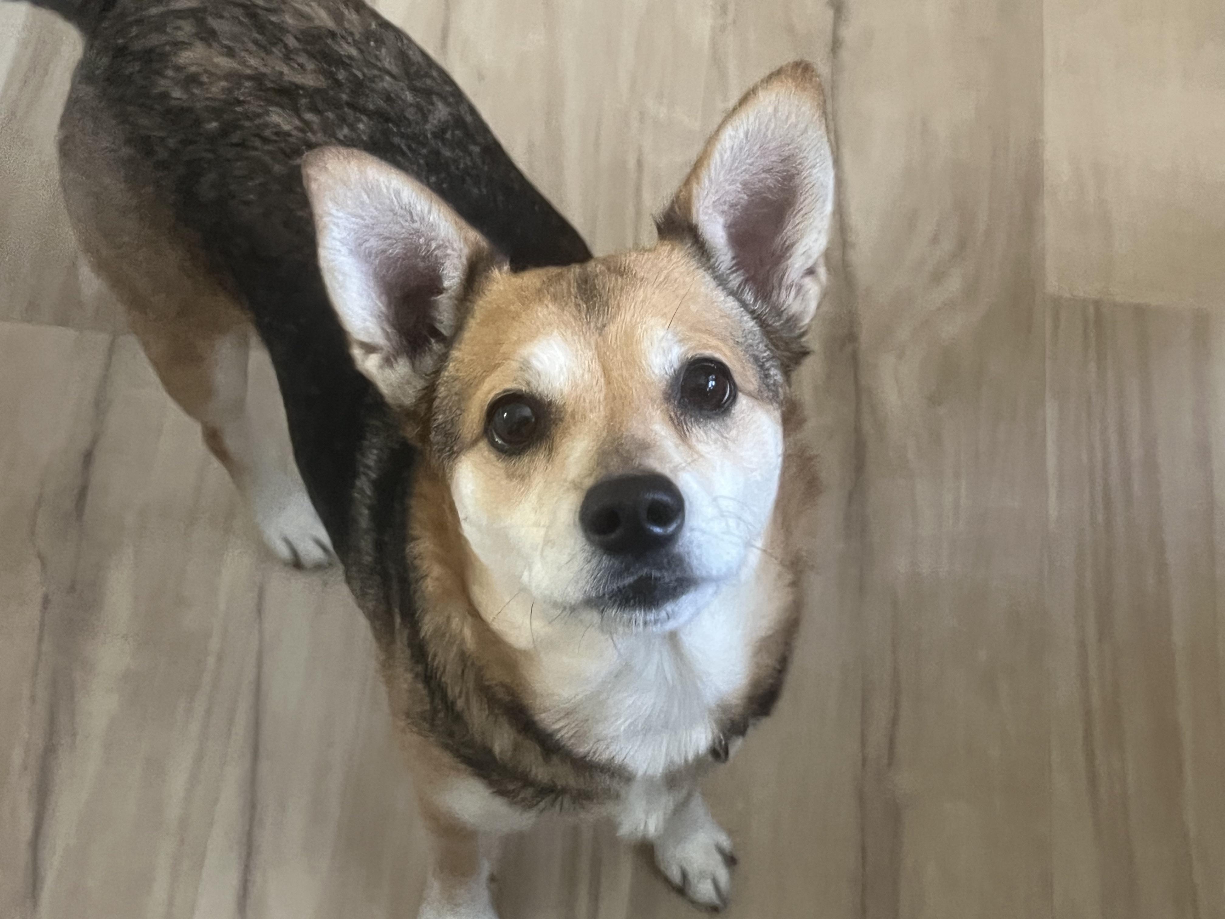 Enlarge Bella (great w/dogs, cats, kids), a ADOPTABLE mixed breed in Middletown, CT image 2/6