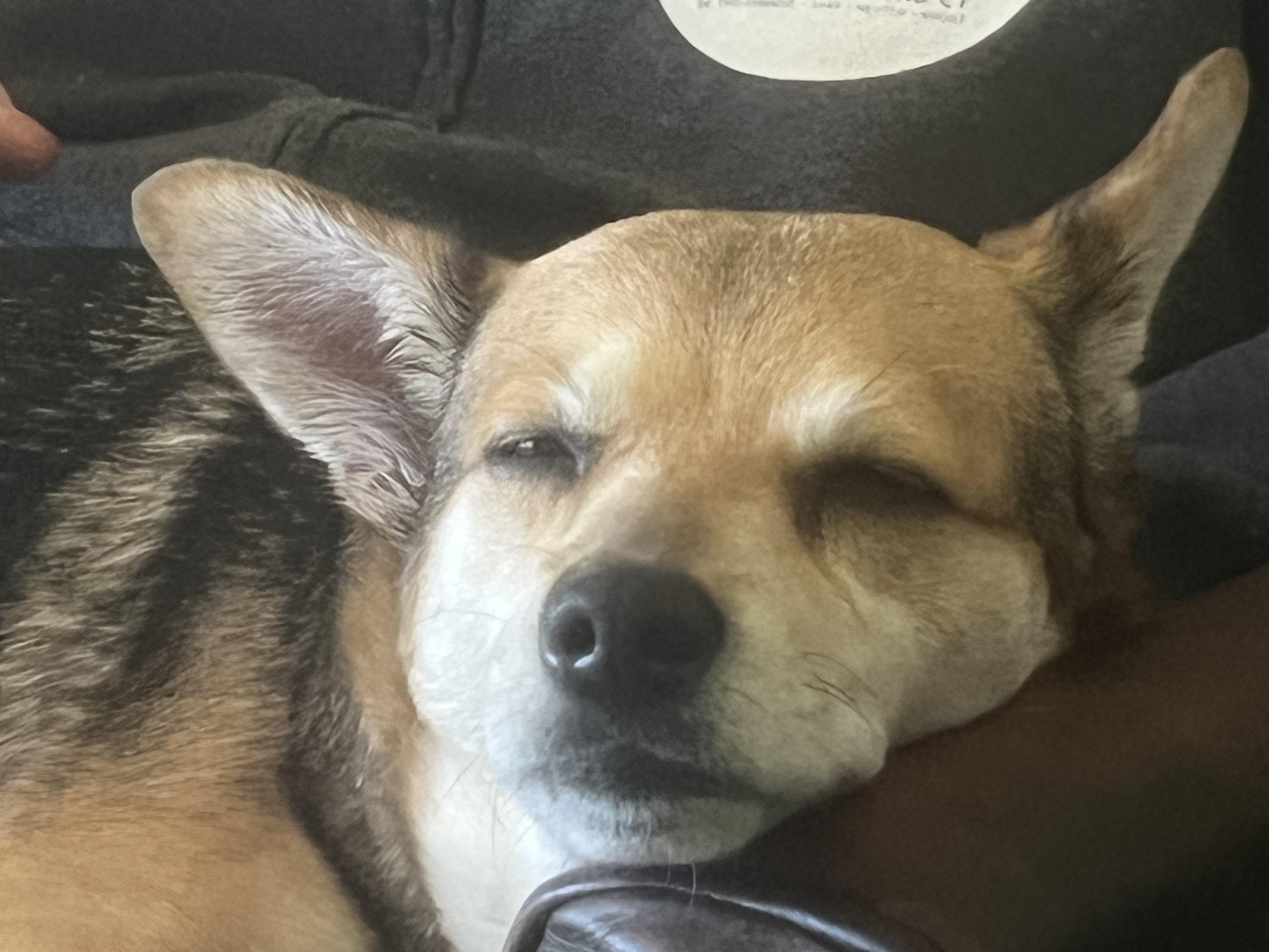 Enlarge Bella (great w/dogs, cats, kids), a ADOPTABLE mixed breed in Middletown, CT image 3/6