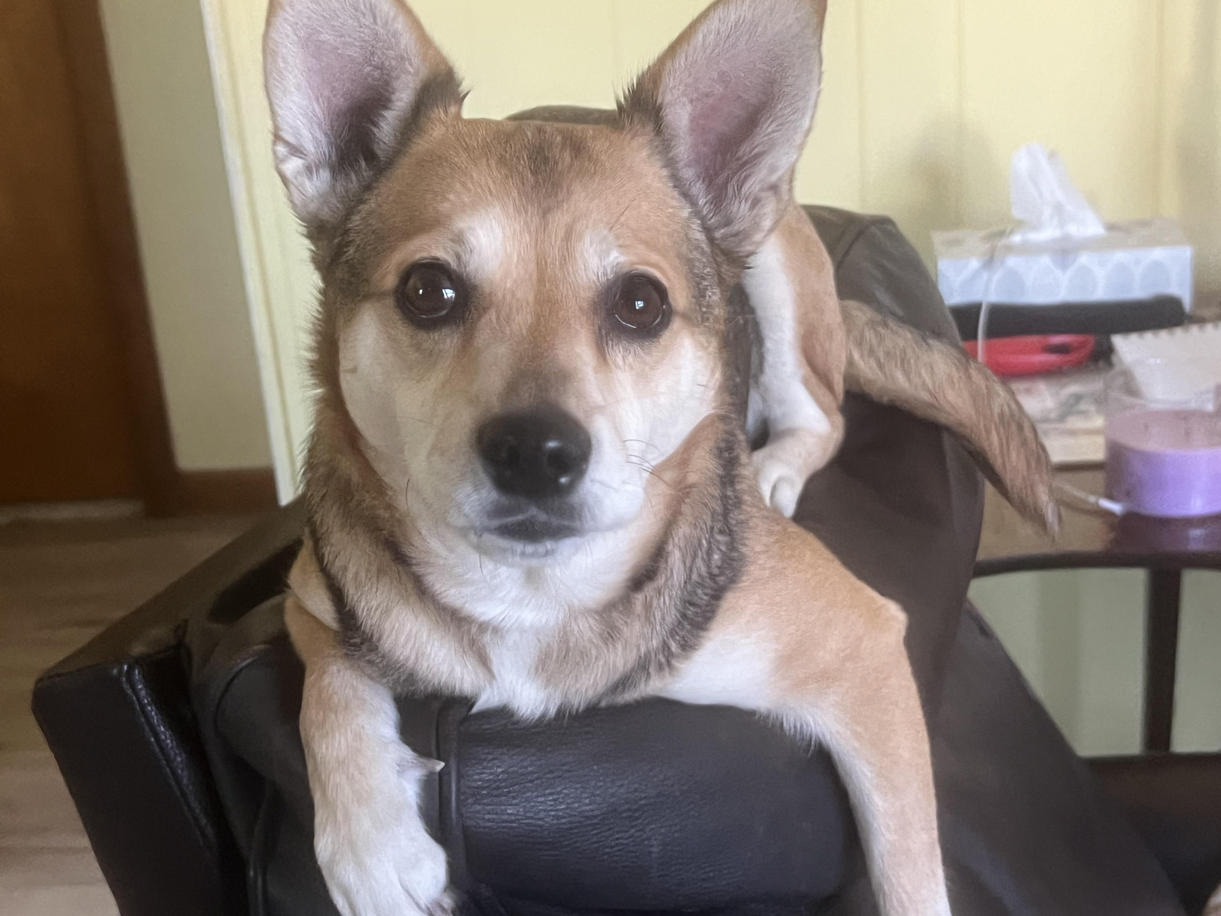 Bella (great w/dogs, cats, kids), ADOPTABLE, Adult Female Pembroke Welsh Corgi.