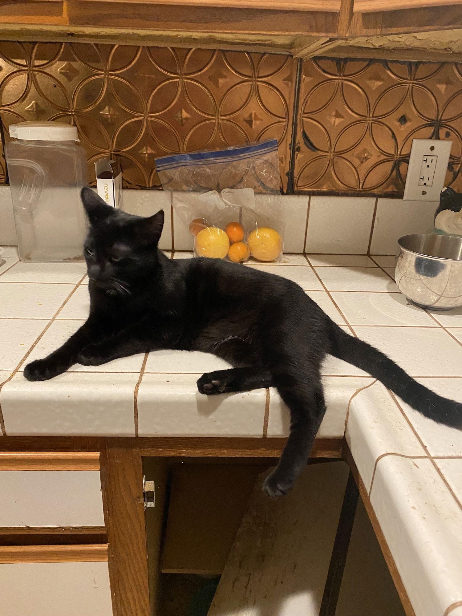 Enlarge Notte (& Noche), a Adopted Domestic Short Hair in Castro Valley, CA image 2/3