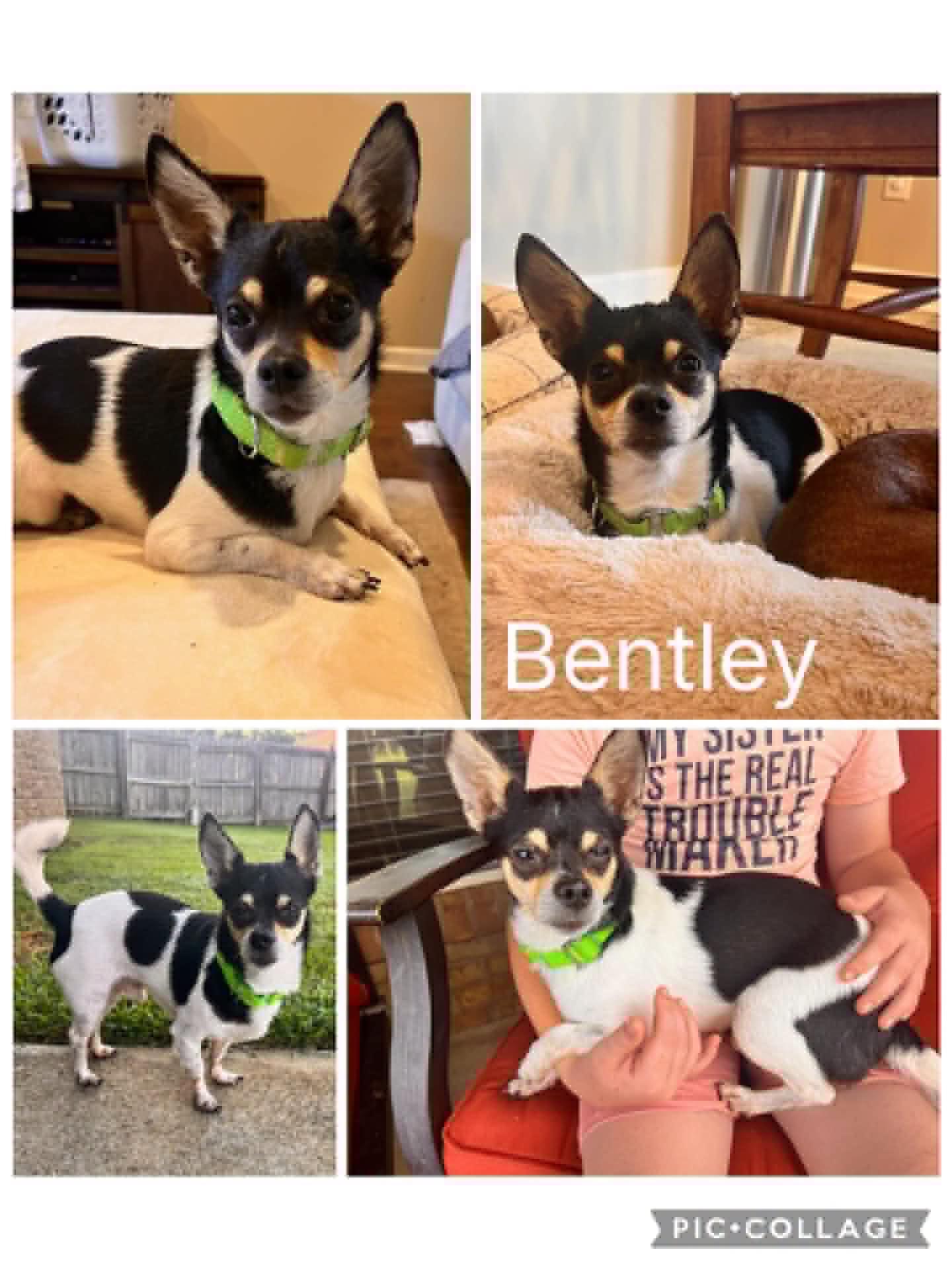Enlarge Bentley, a ADOPTABLE mixed breed in Enterprise, AL image 1/1