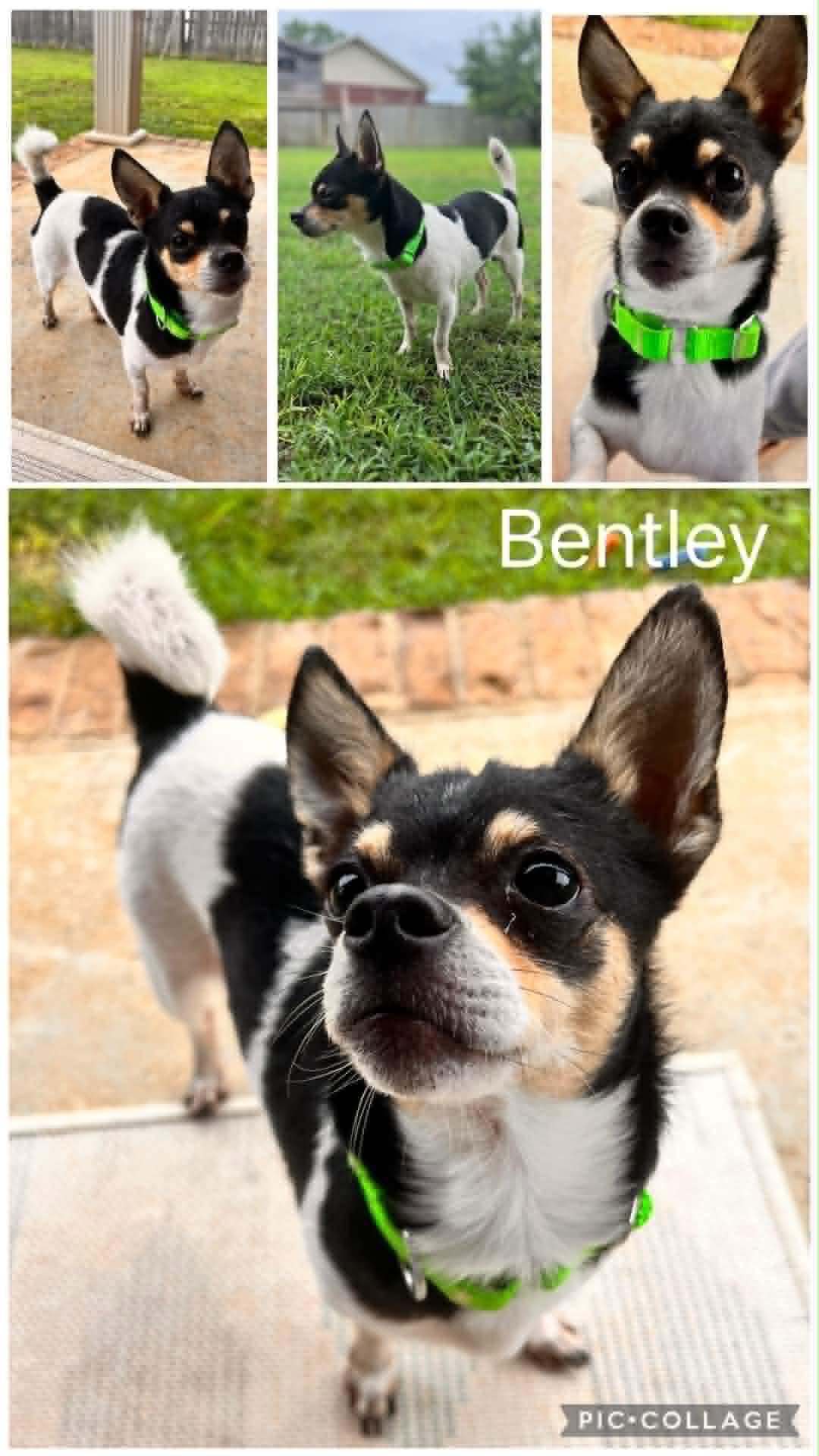 Enlarge Bentley, a ADOPTABLE mixed breed in Enterprise, AL image 1/1