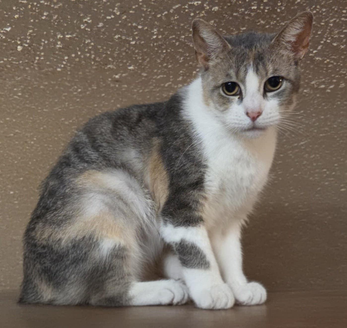 Enlarge Claire, a Adoptable Domestic Short Hair in Warner Robins, GA image 1/1