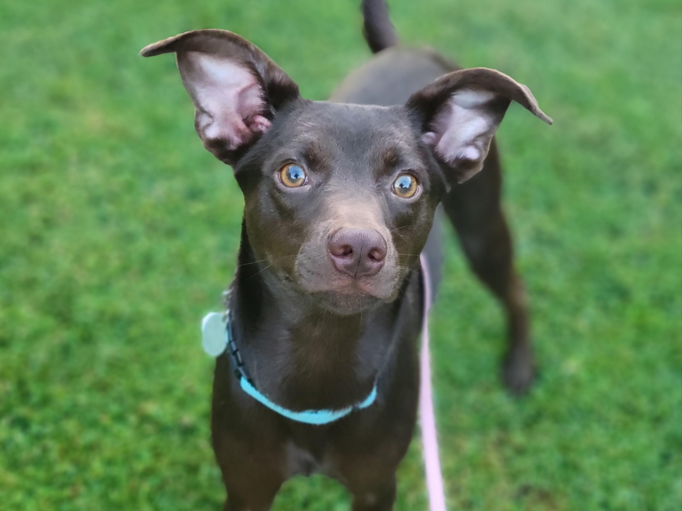 Belle, Adoptable, Young Female Mixed Breed.