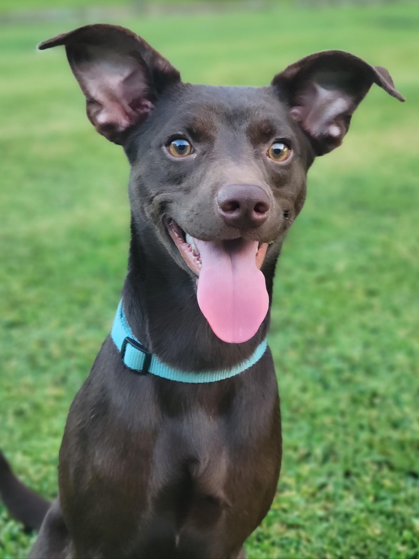 Belle, a Adoptable mixed breed in Statesville, NC image 2/5